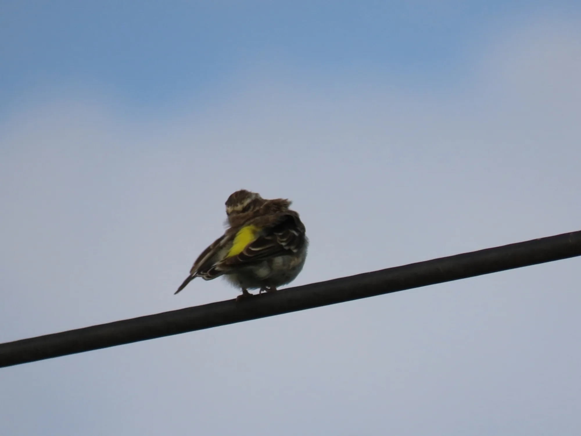 Reichenow's Seedeater