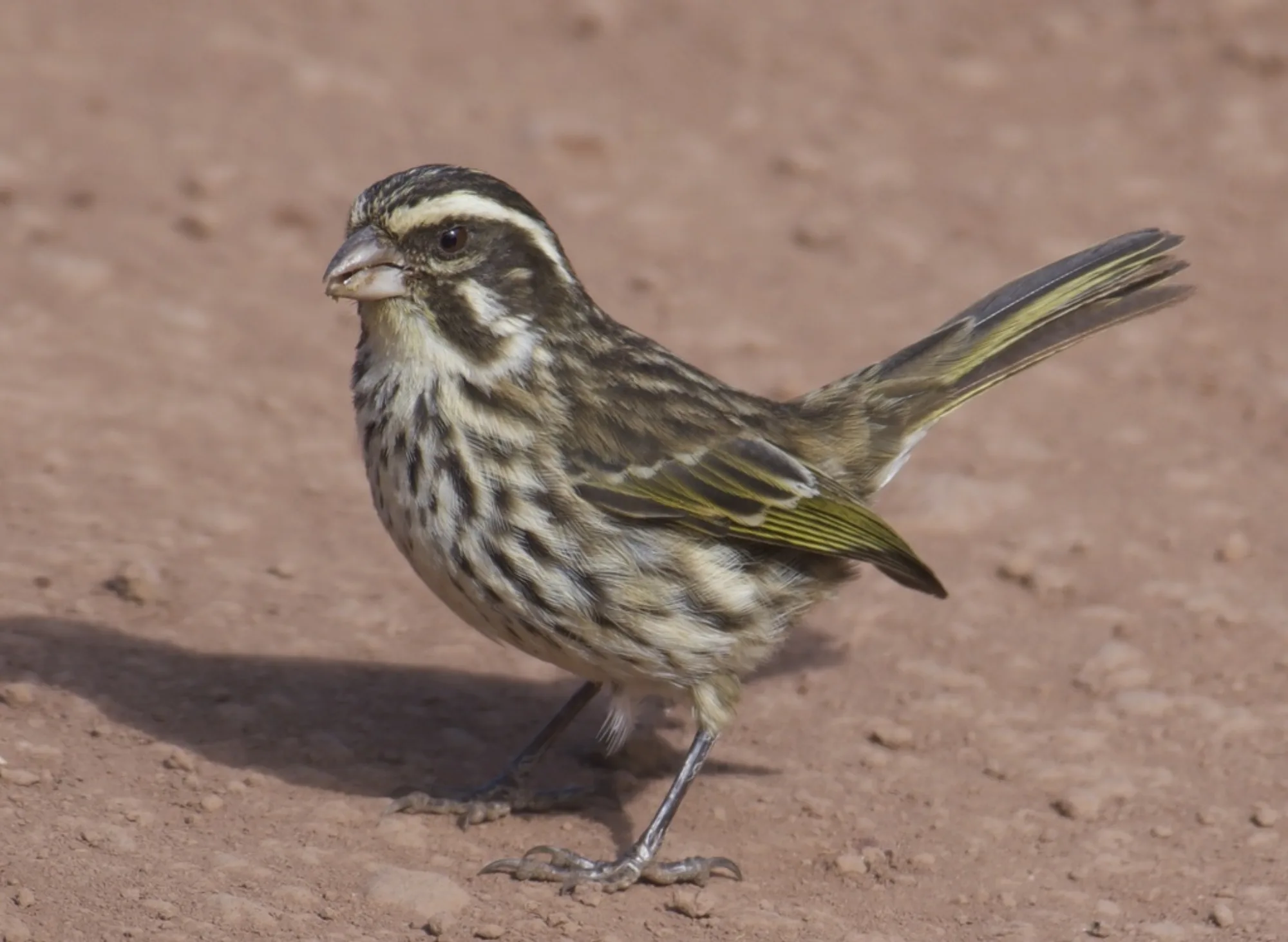 Streaky Seedeater