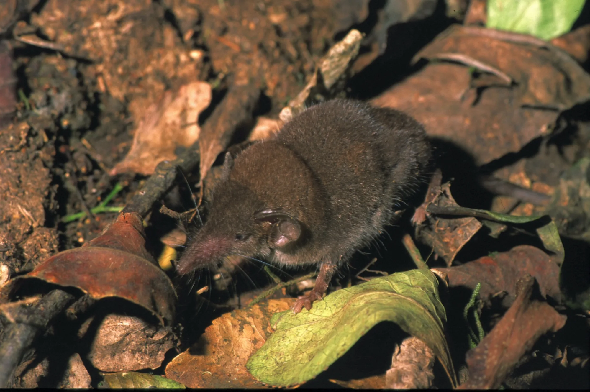 Hildegarde's Shrew
