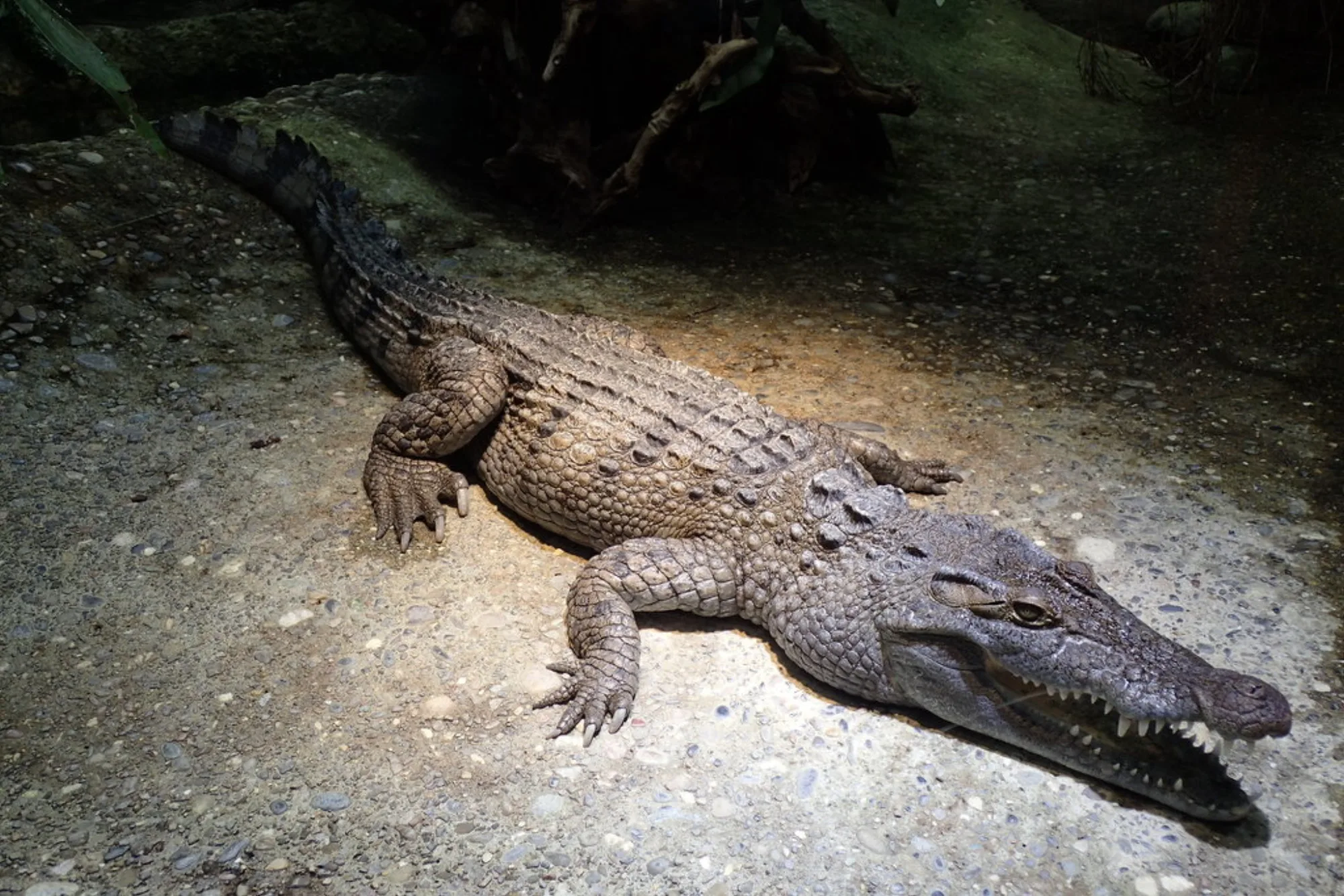 Philippine Crocodile