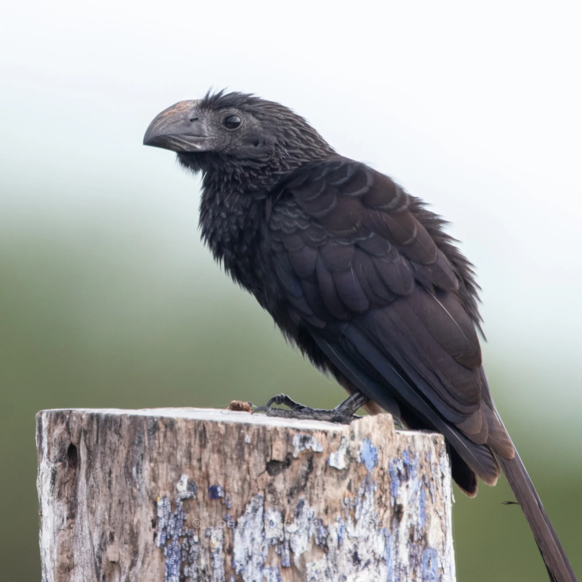 Groove-billed Ani