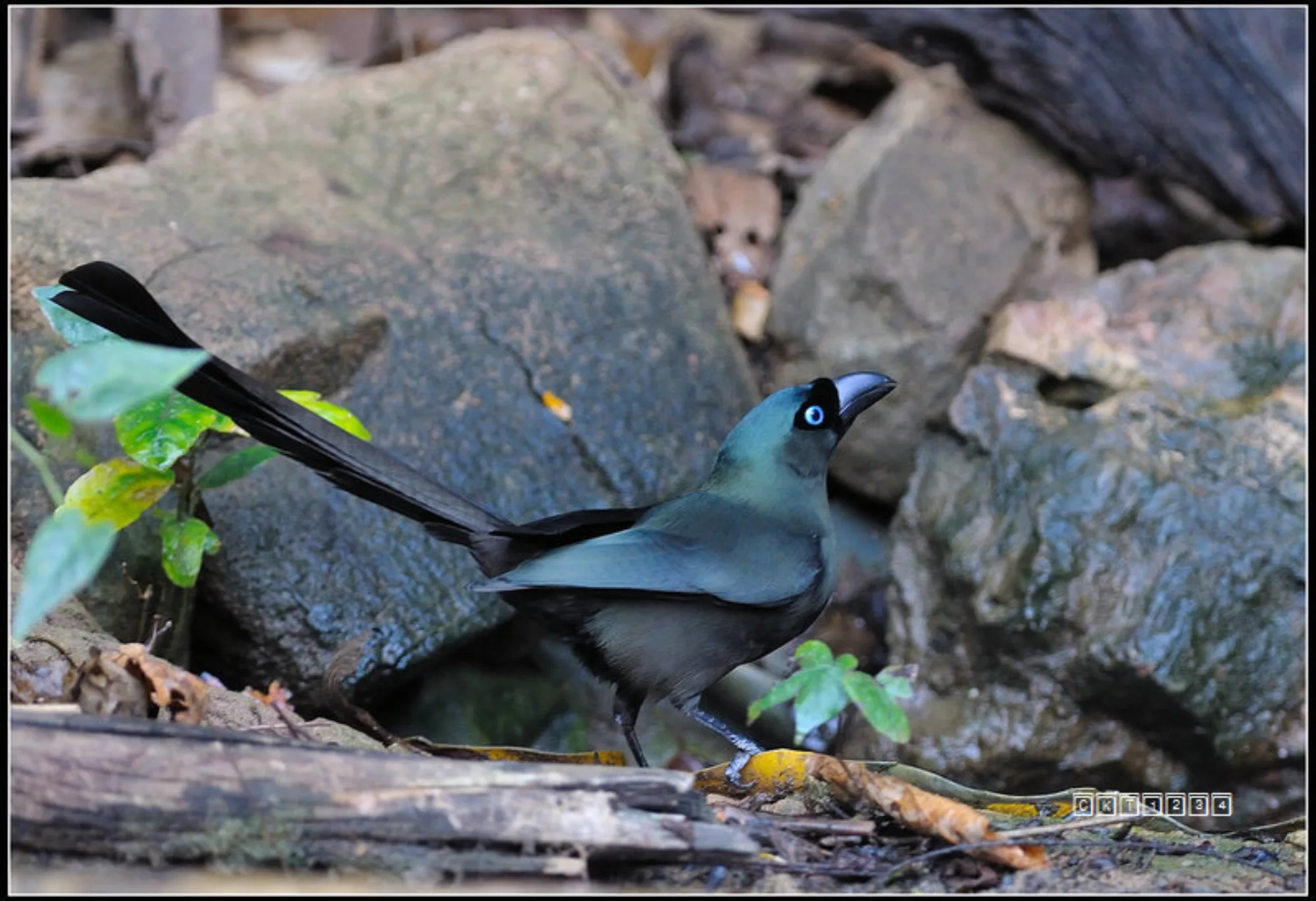 Racket-tailed Treepie