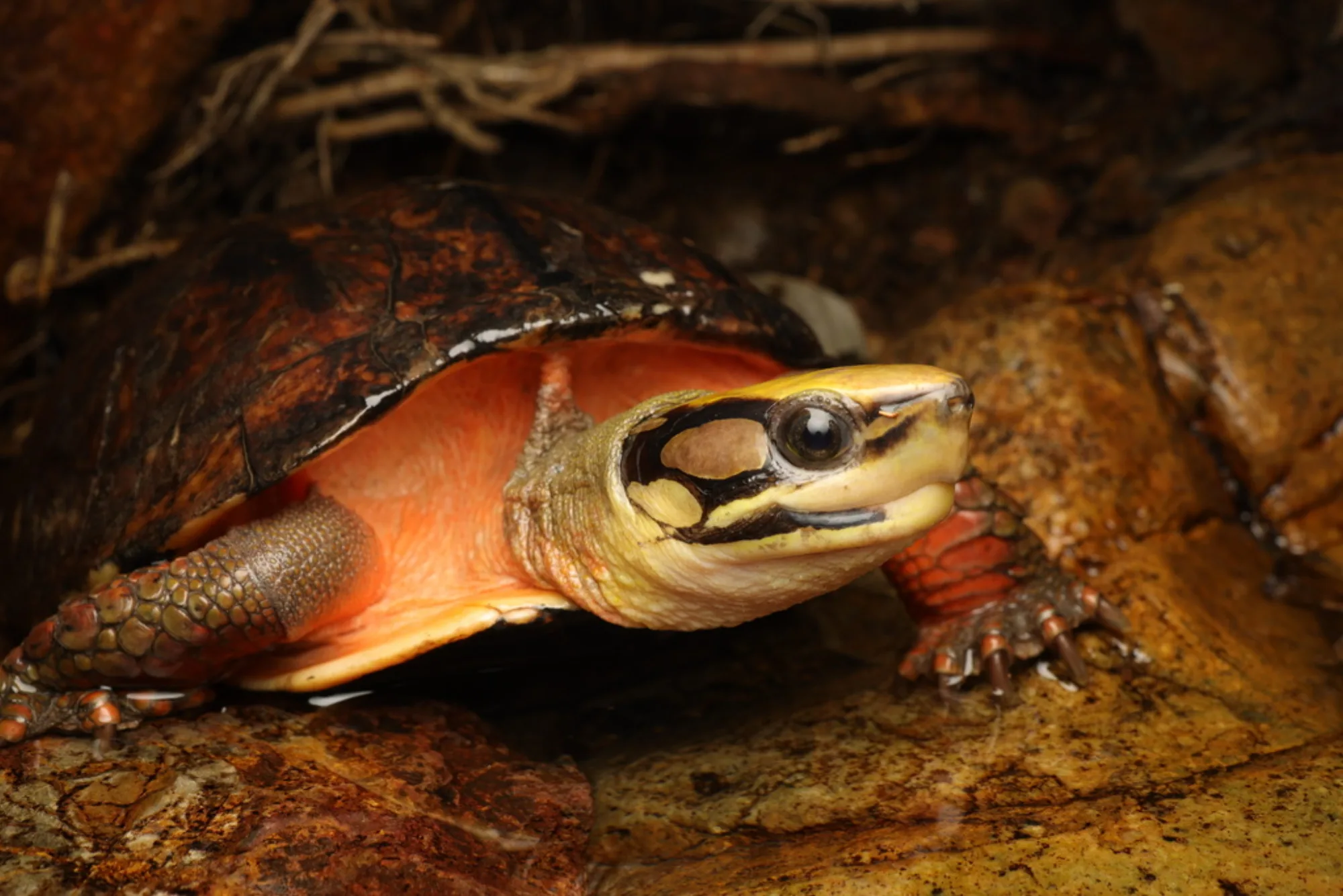 Golden Coin Turtle
