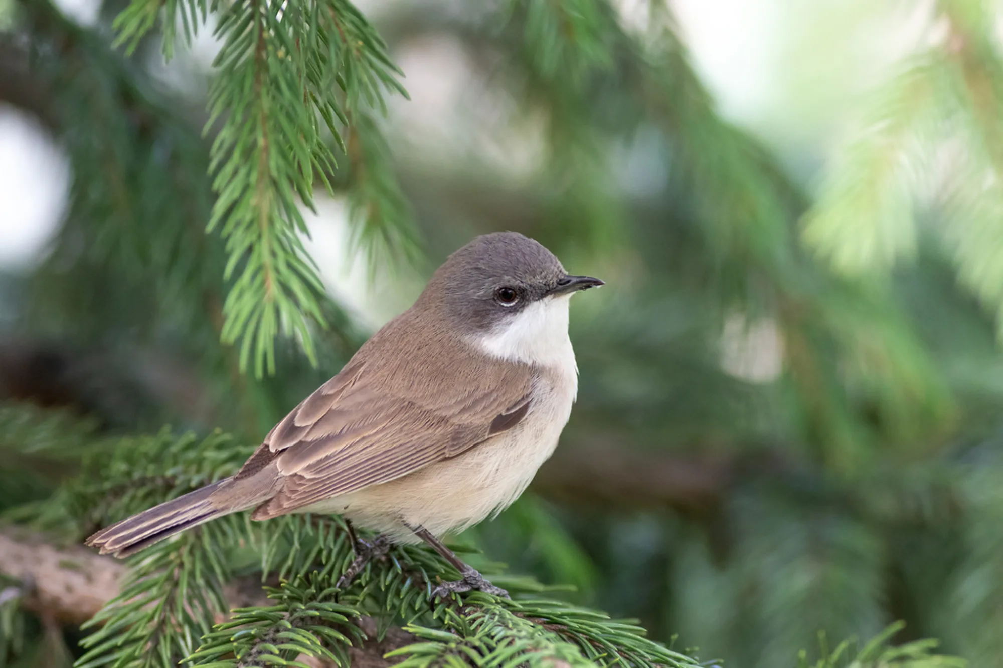 Lesser Whitethroat