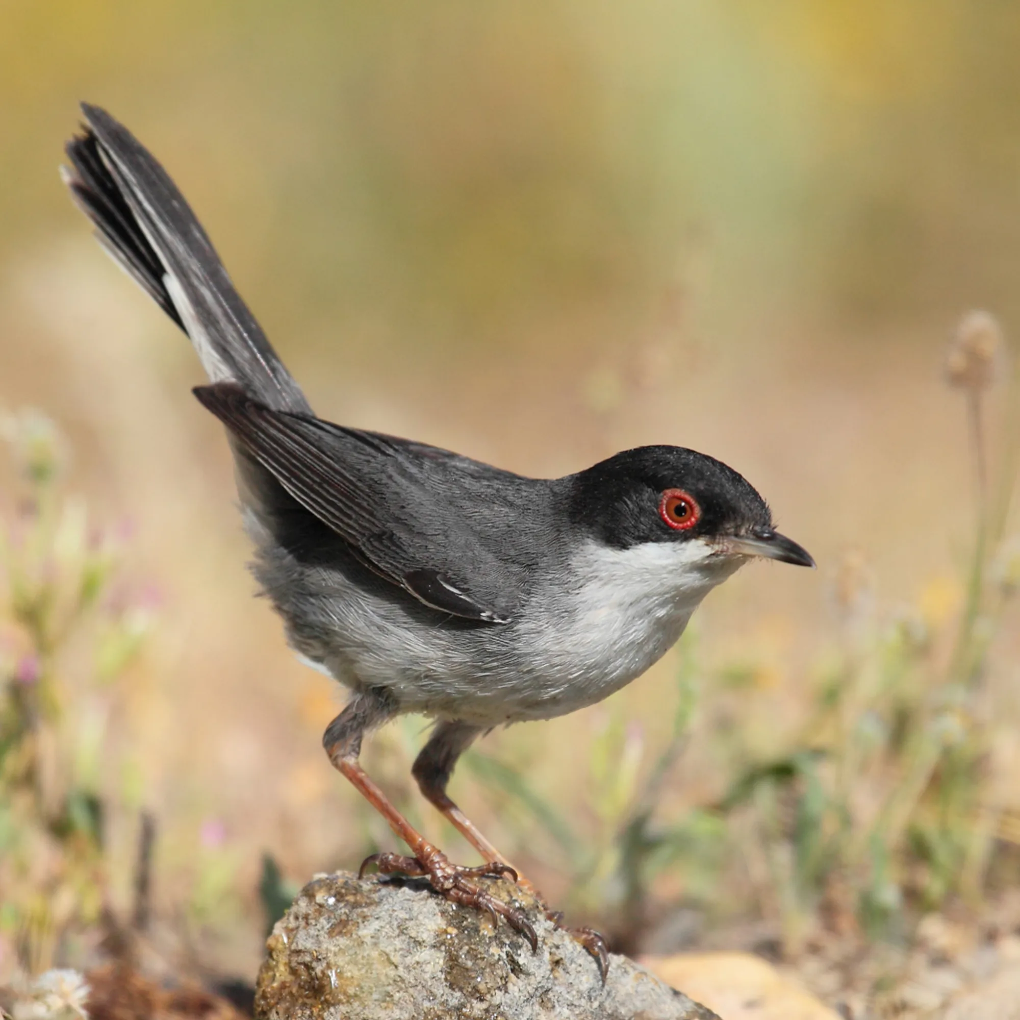 Sardinian Warbler
