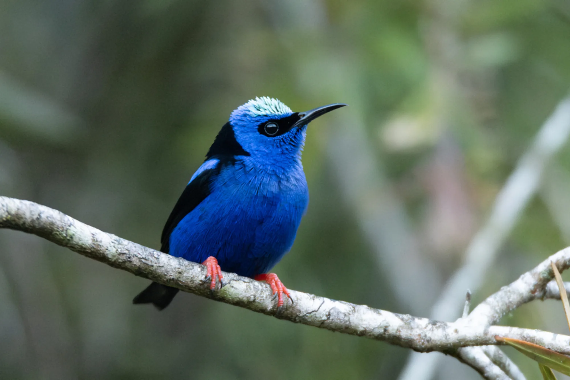 Red-legged Honeycreeper