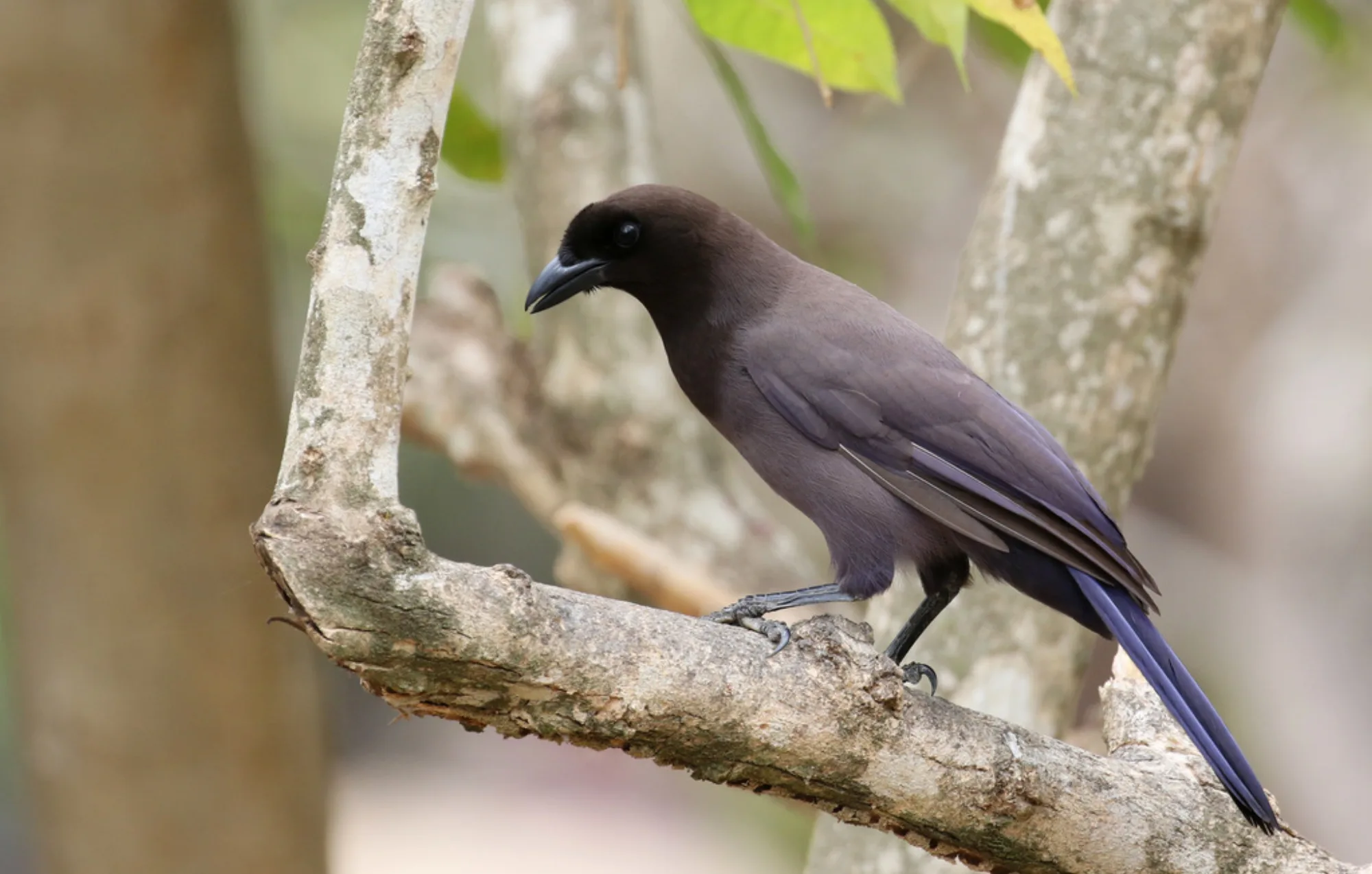 Purplish Jay