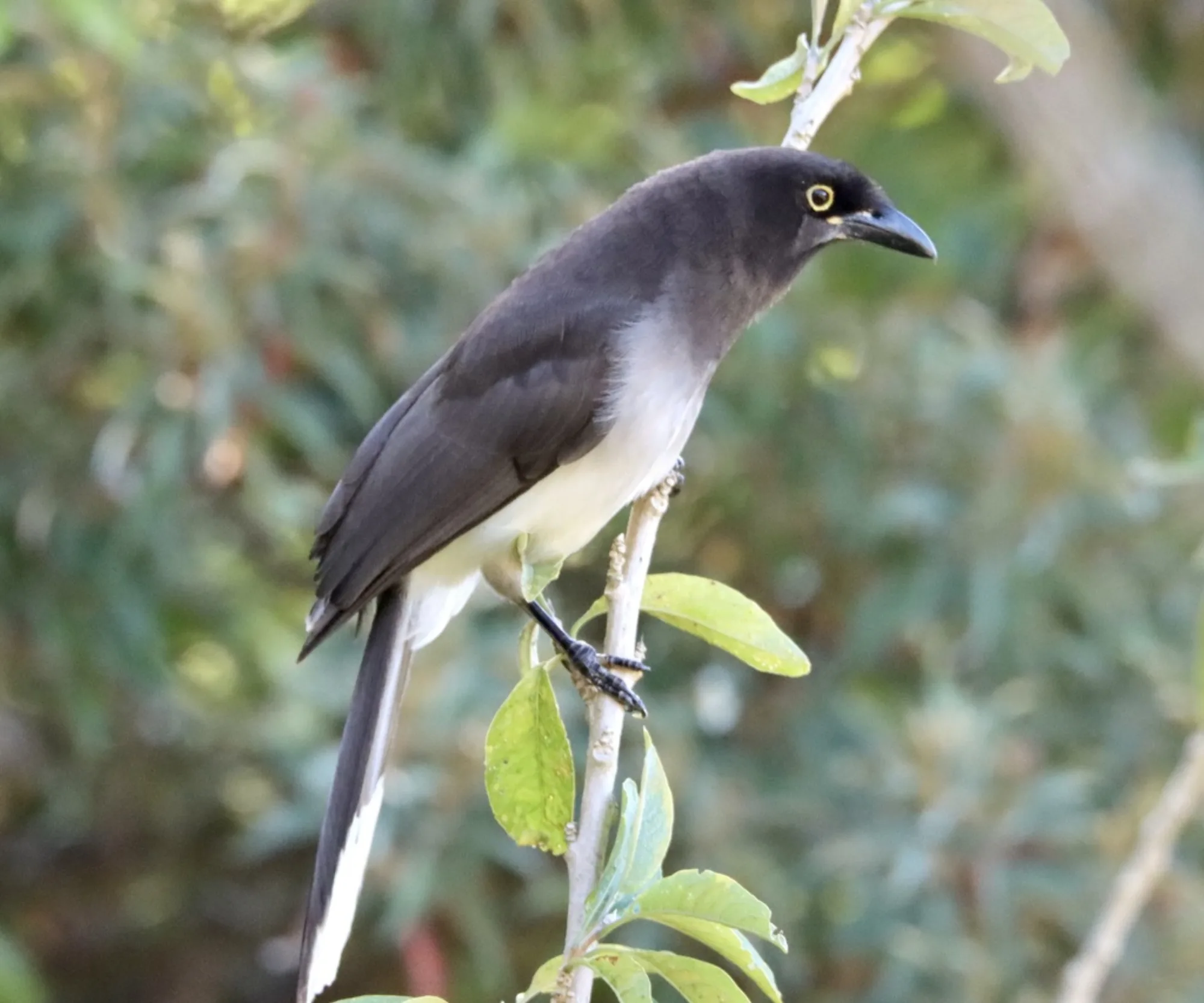 Brown Jay