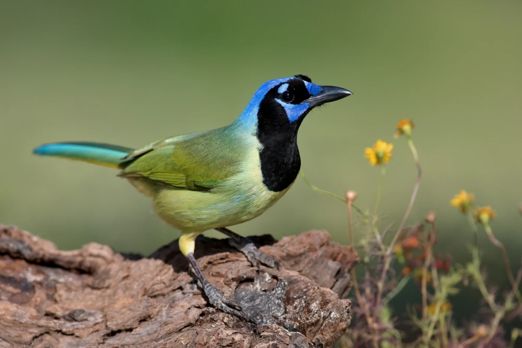 Green Jay