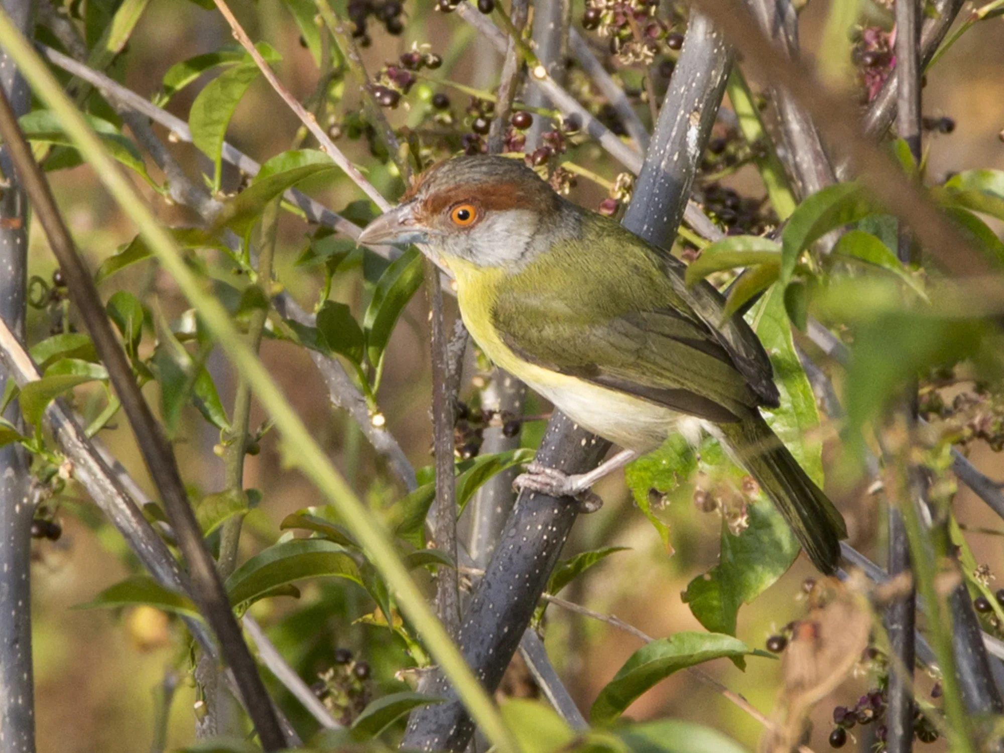 Rufous-browed Peppershrike