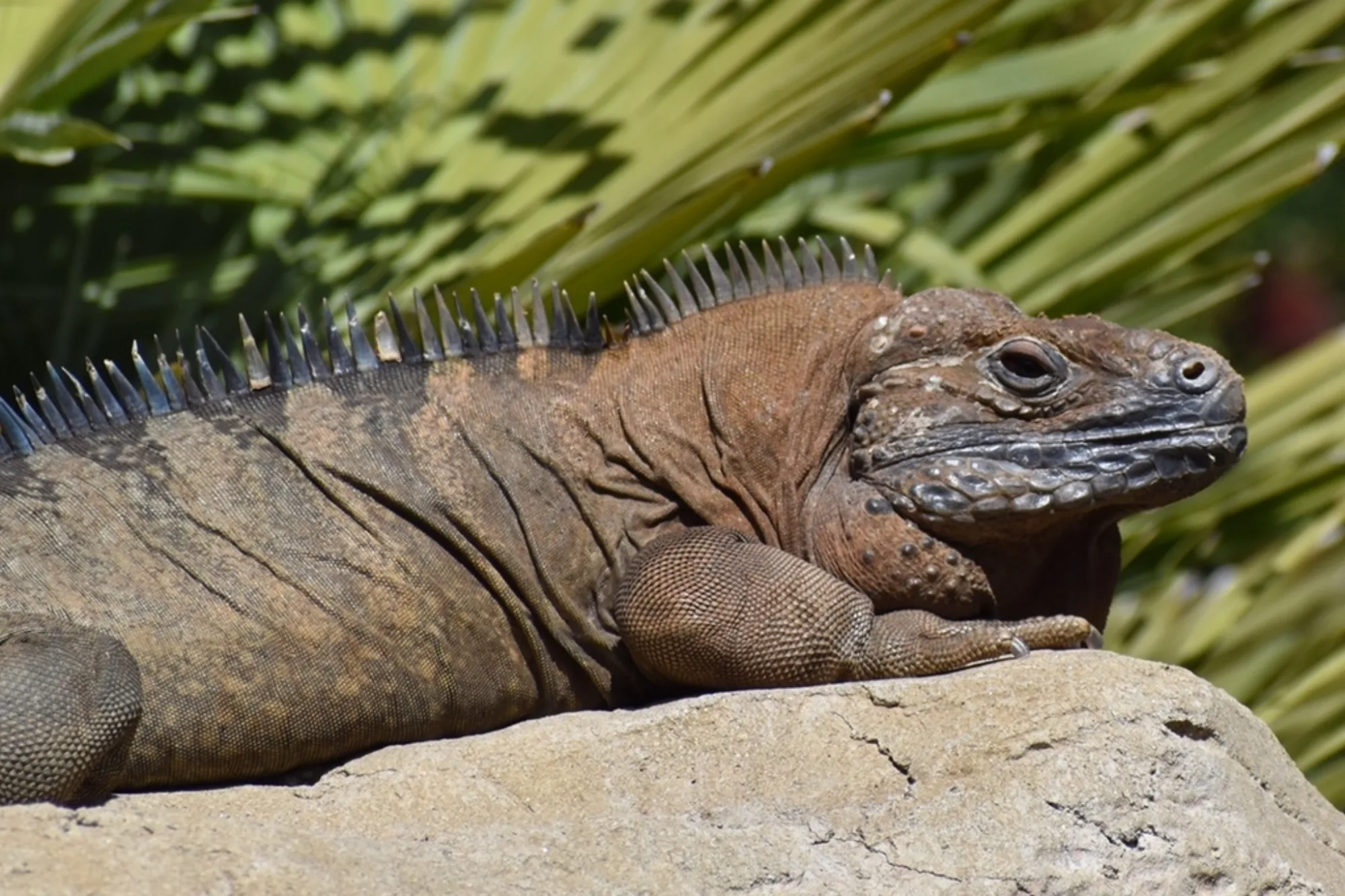 Jamaican Iguana