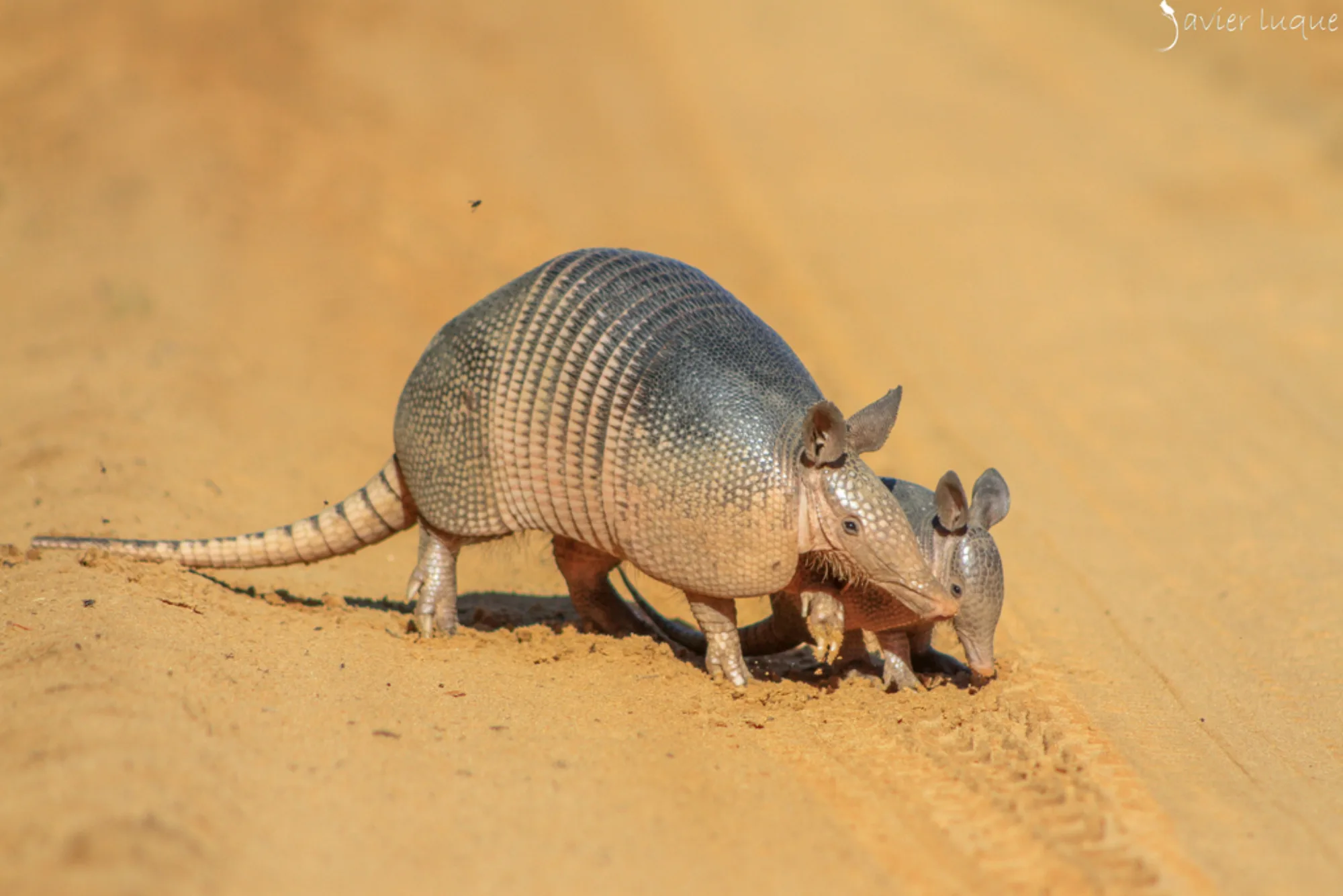 Nine-banded Armadillo