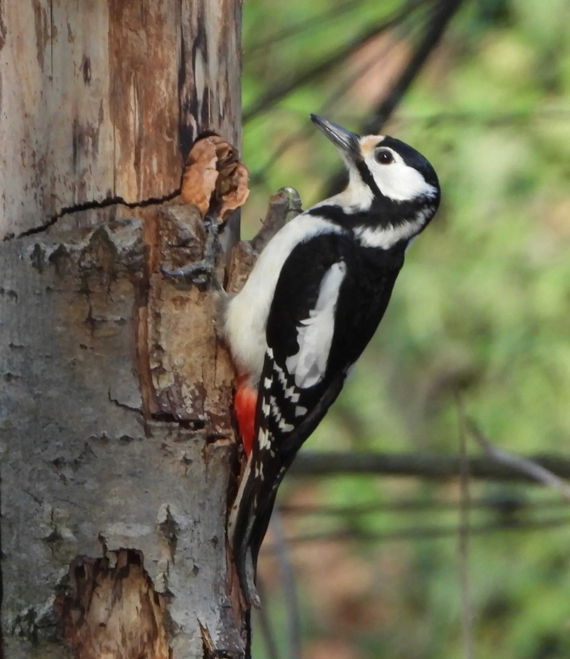 Great Spotted Woodpecker