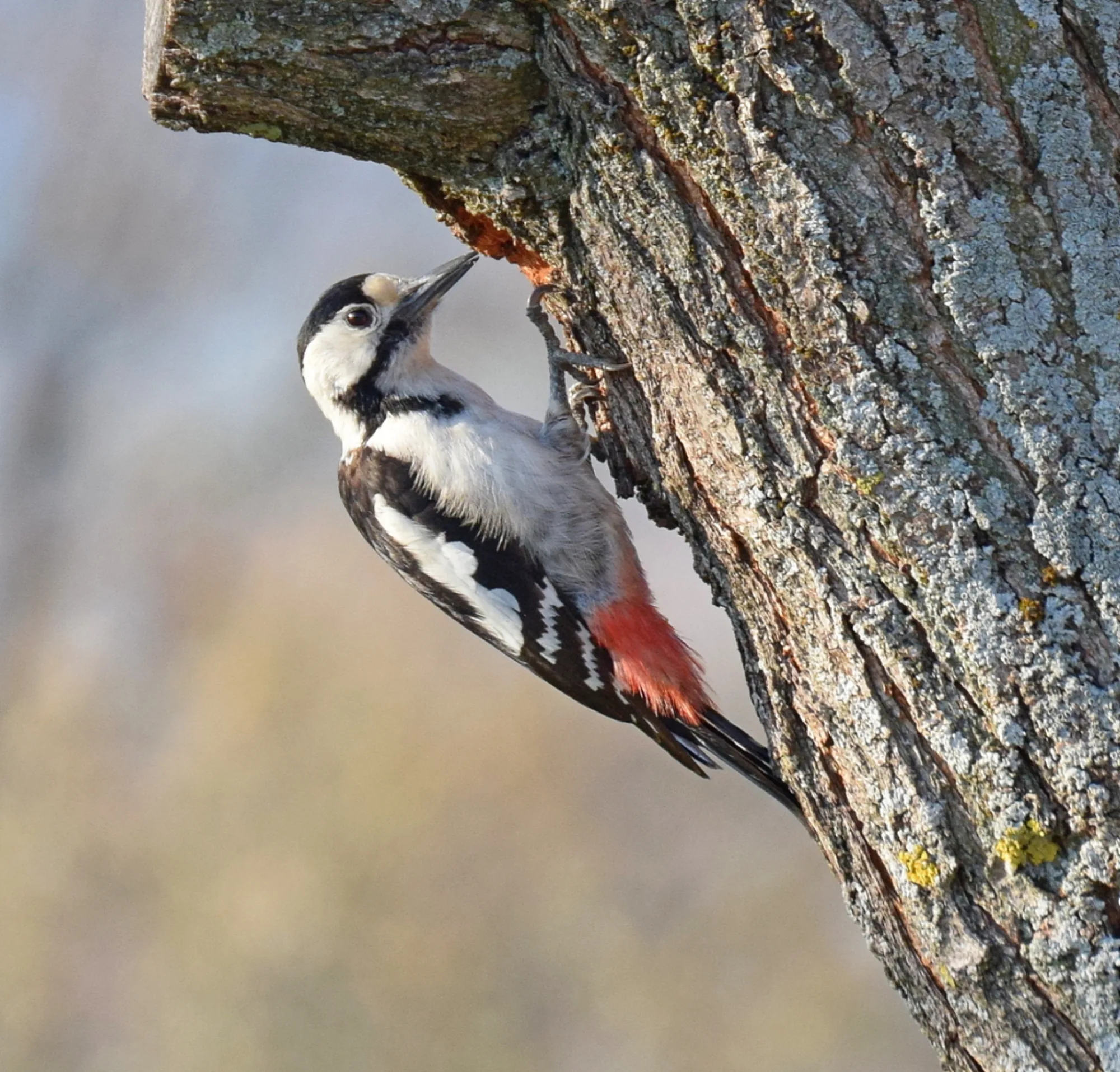 Syrian Woodpecker