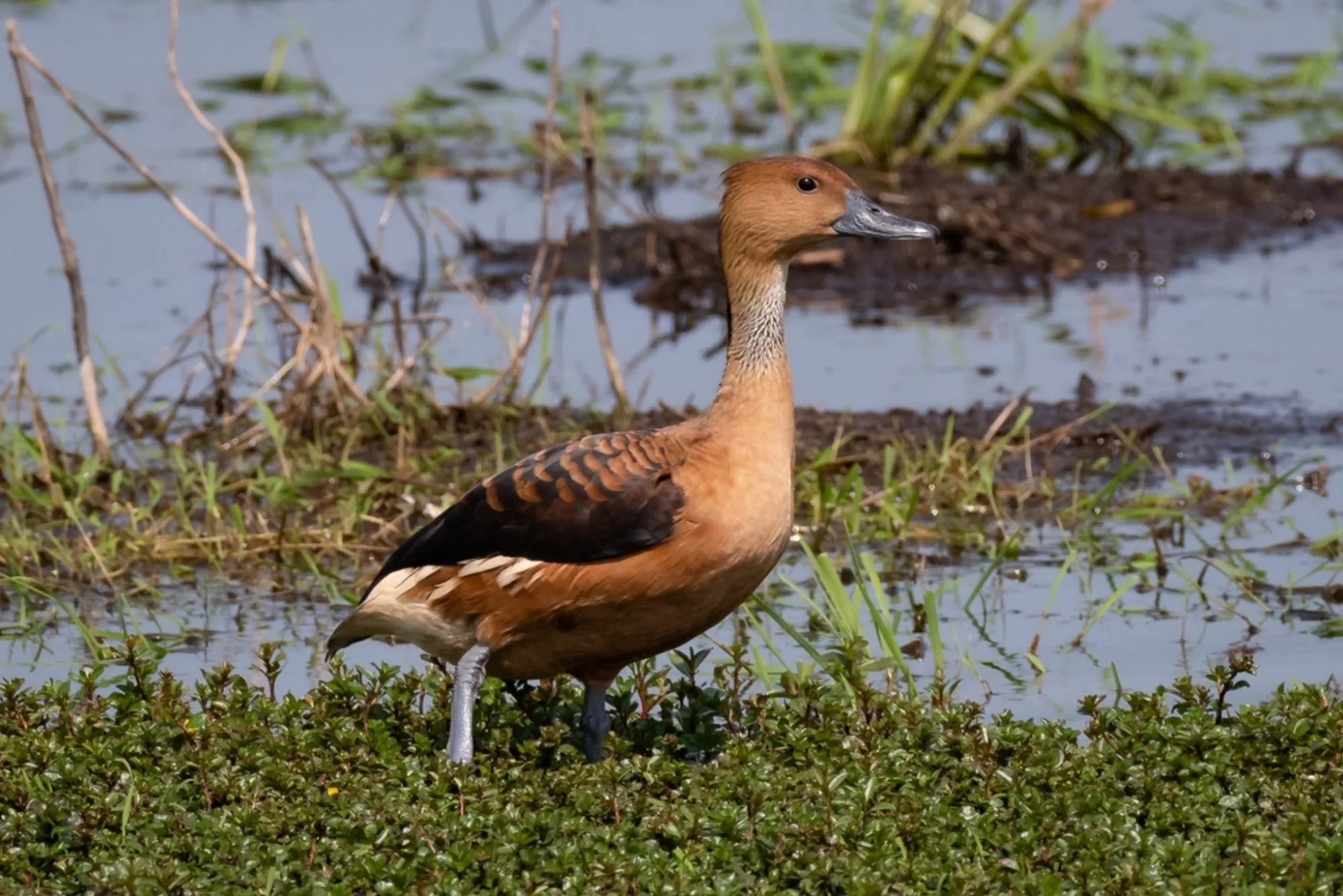 Fulvous Whistling Duck