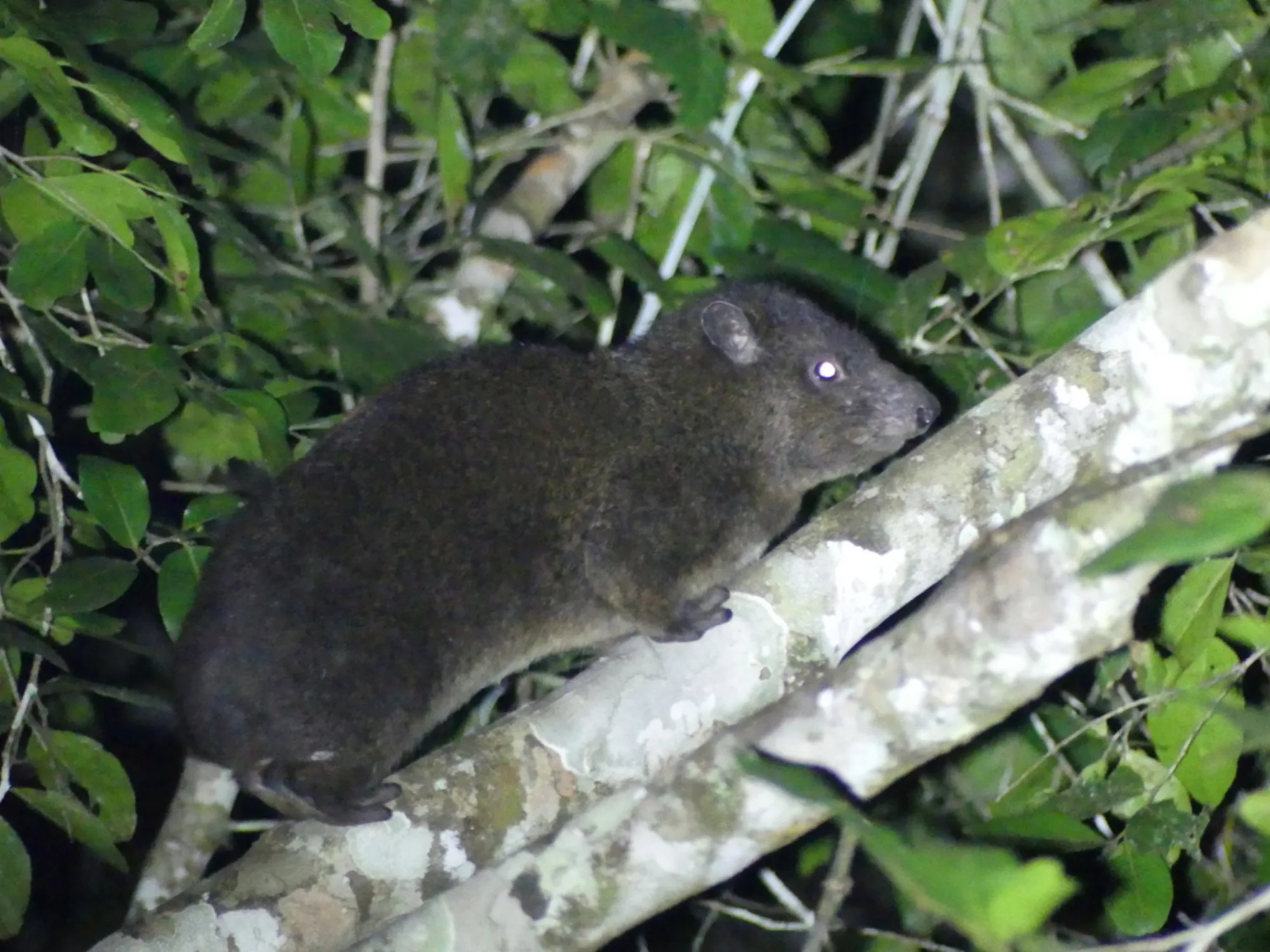 Eastern Tree Hyrax