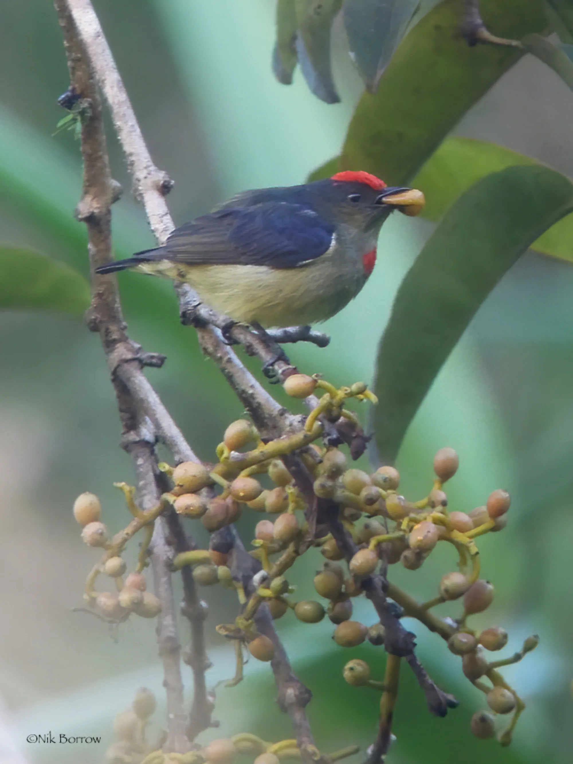Red-capped Flowerpecker