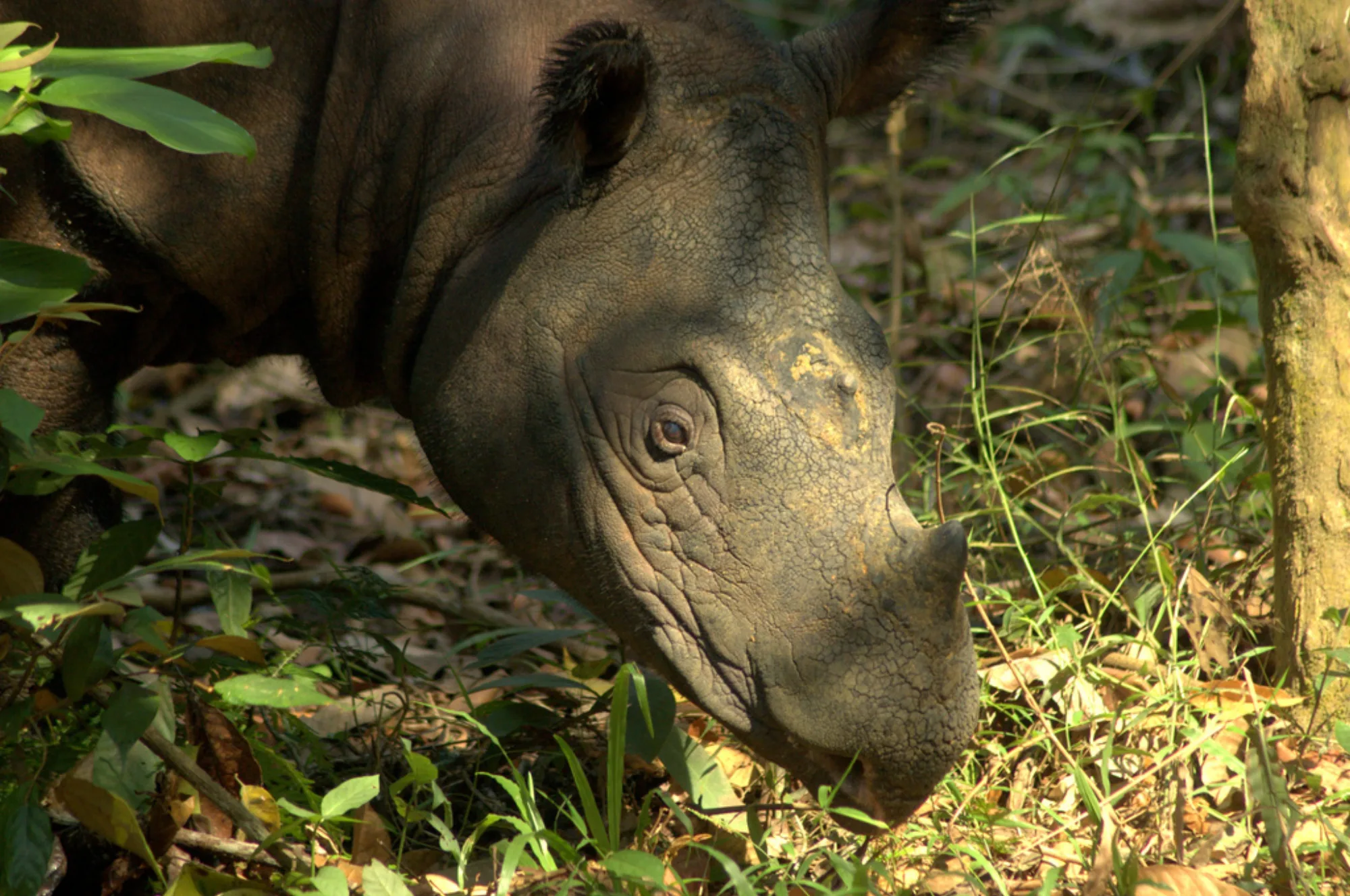 Sumatran Rhinoceros