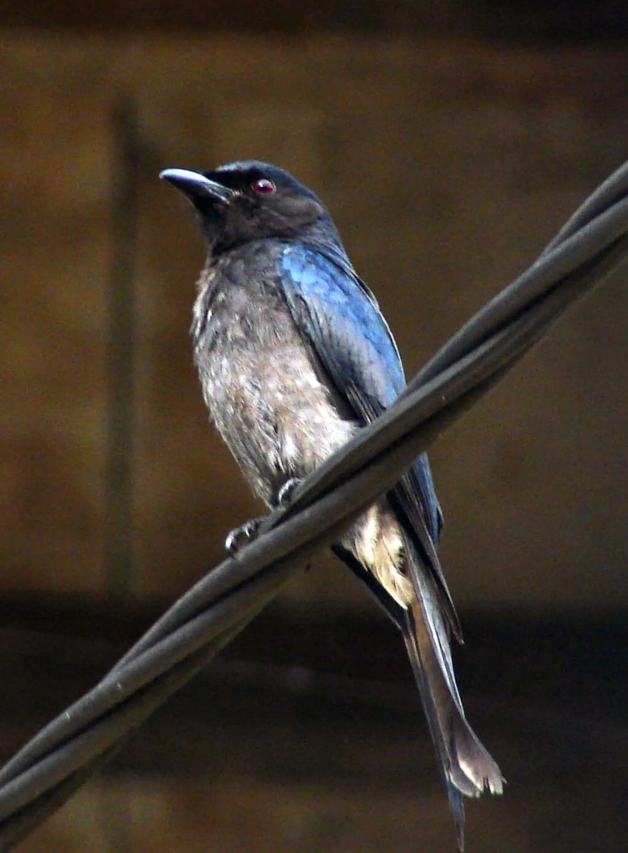 White-bellied Drongo