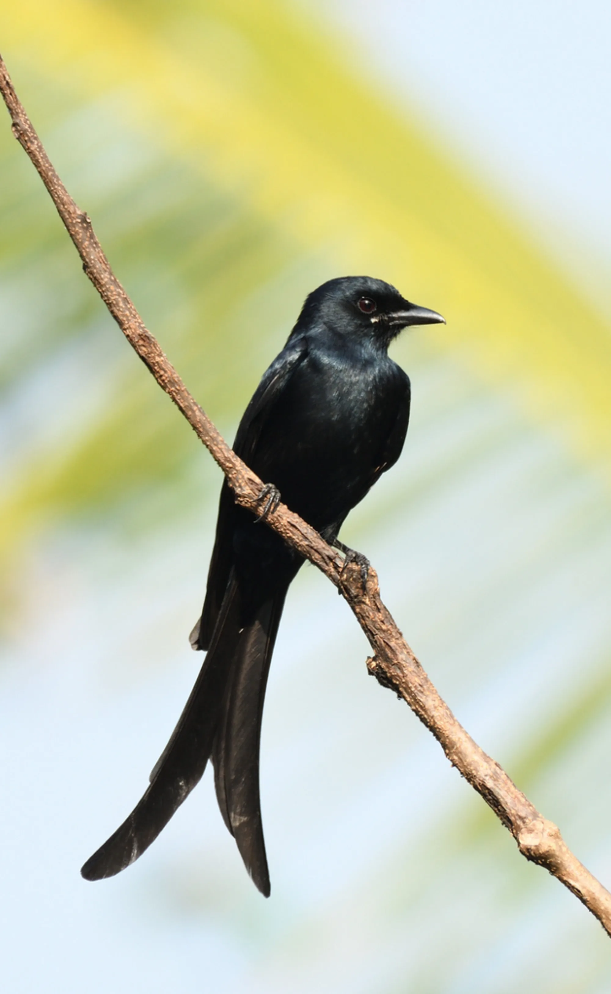 Black Drongo