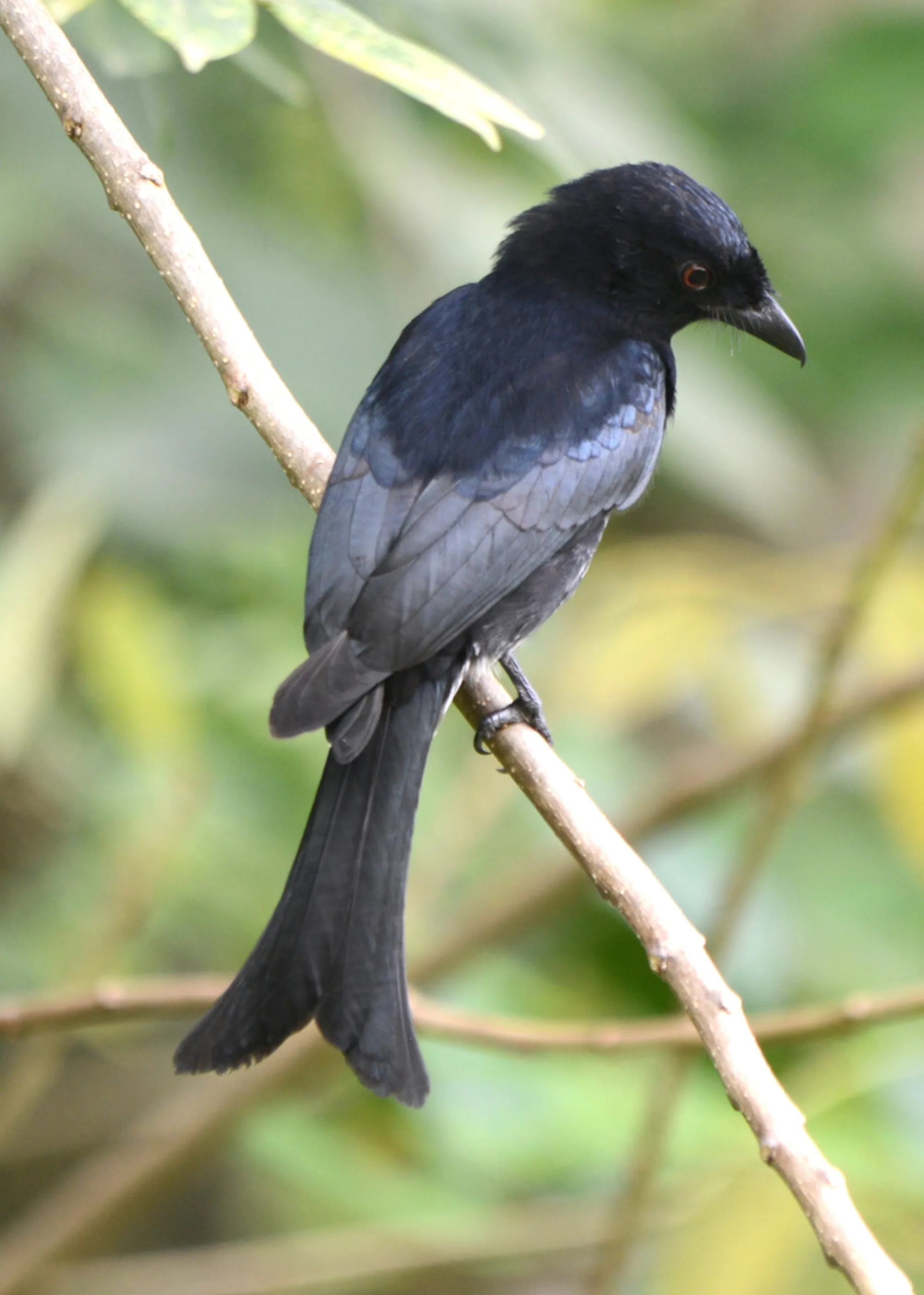 Velvet-mantled Drongo