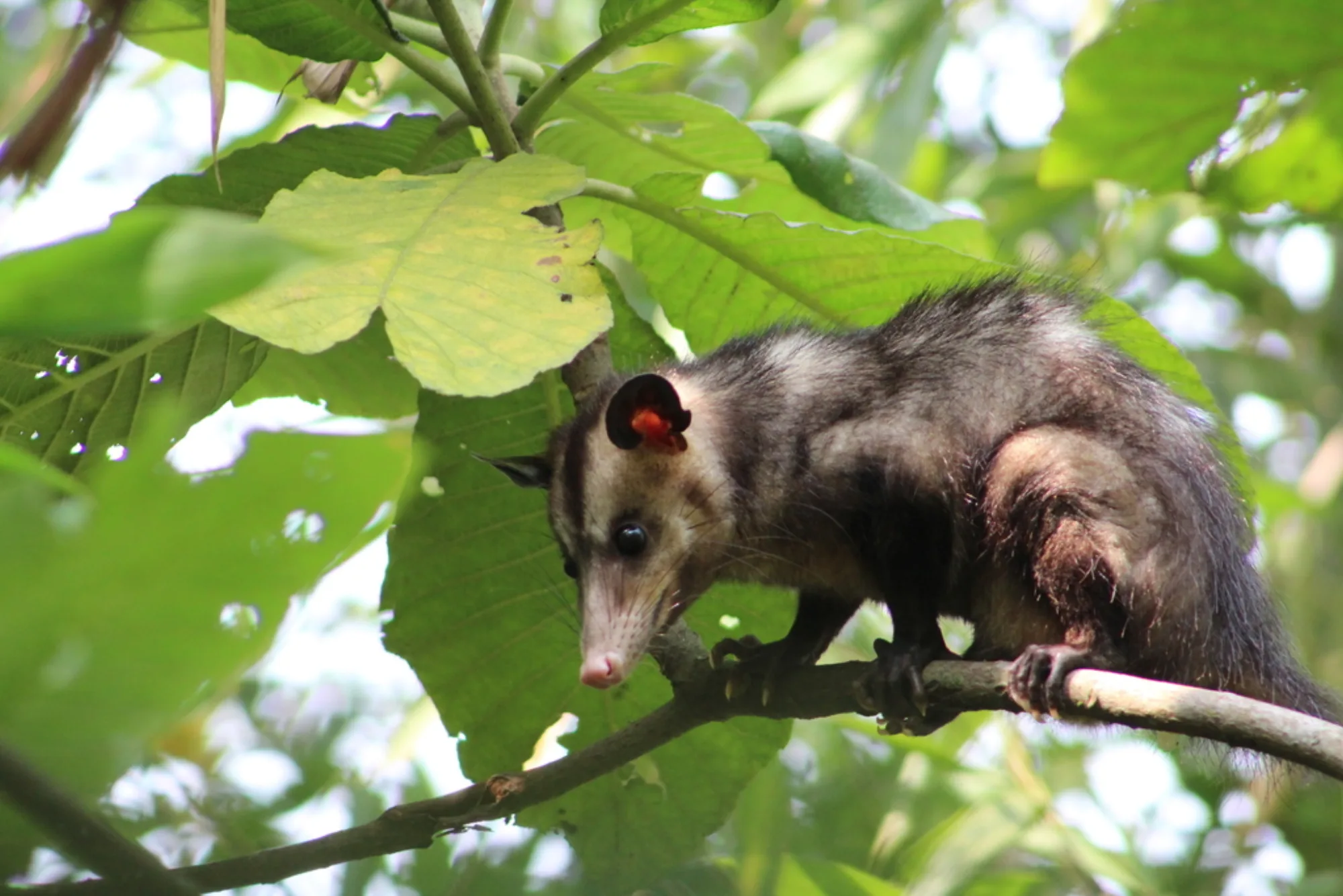Common Opossum