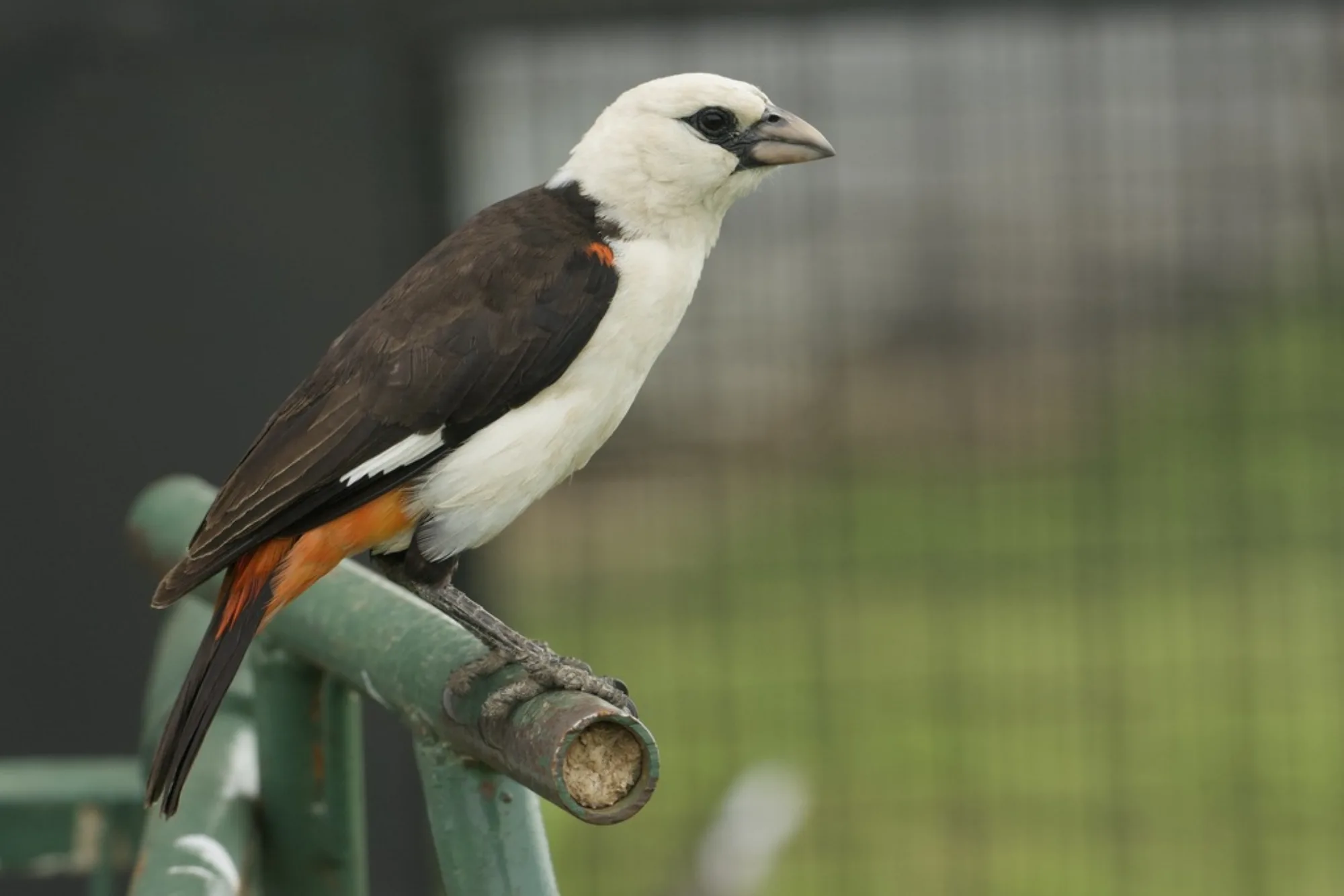 White-headed Buffalo Weaver