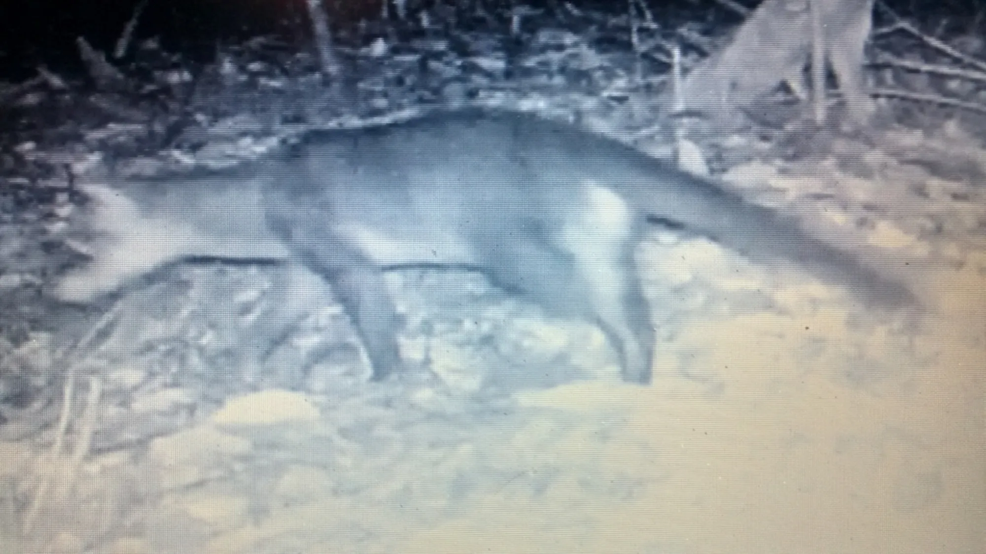 Hose's Palm Civet