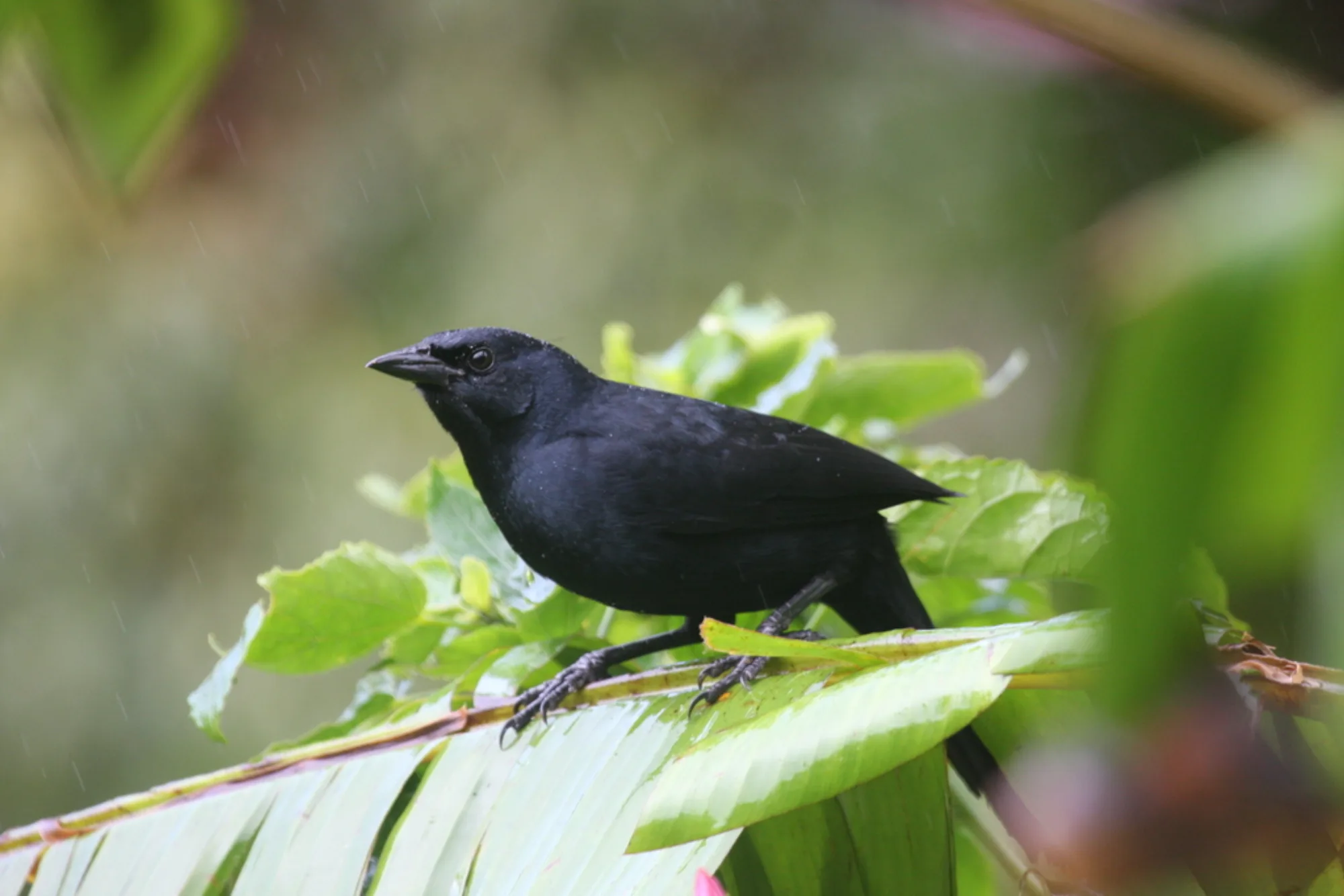 Melodious Blackbird