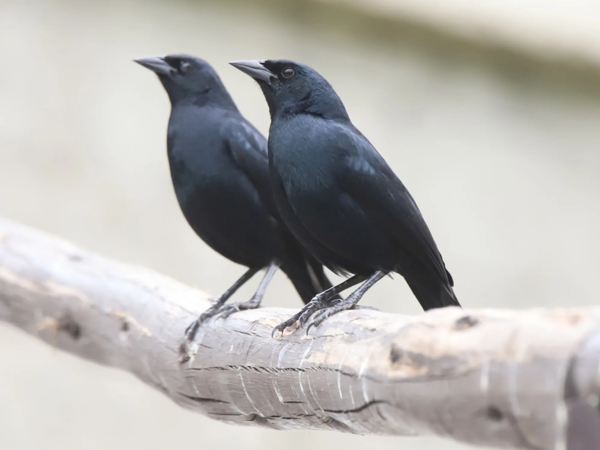 Scrub Blackbird