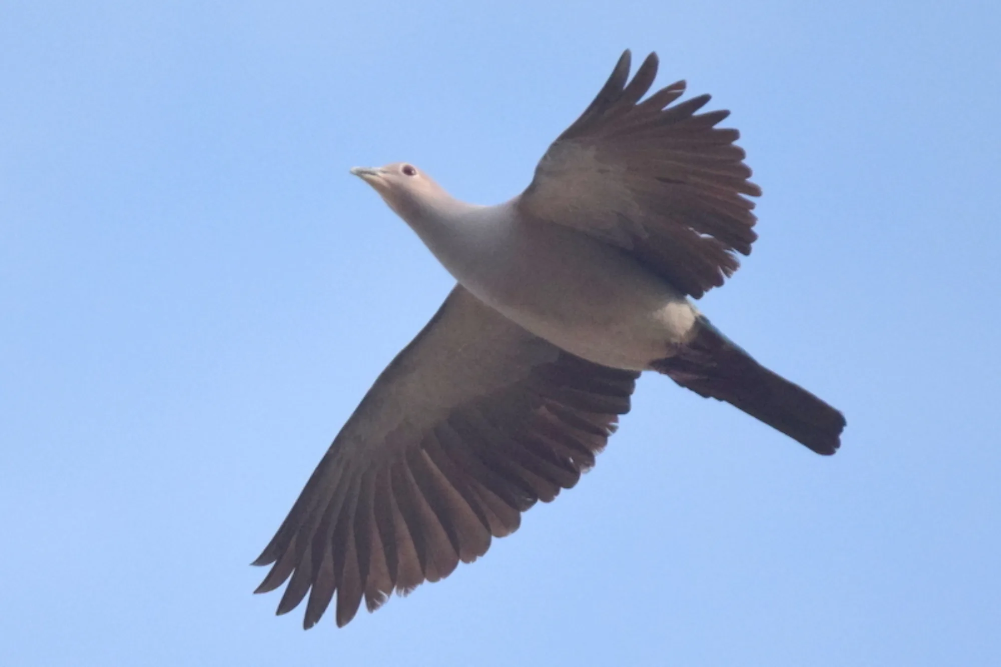 Green Imperial Pigeon