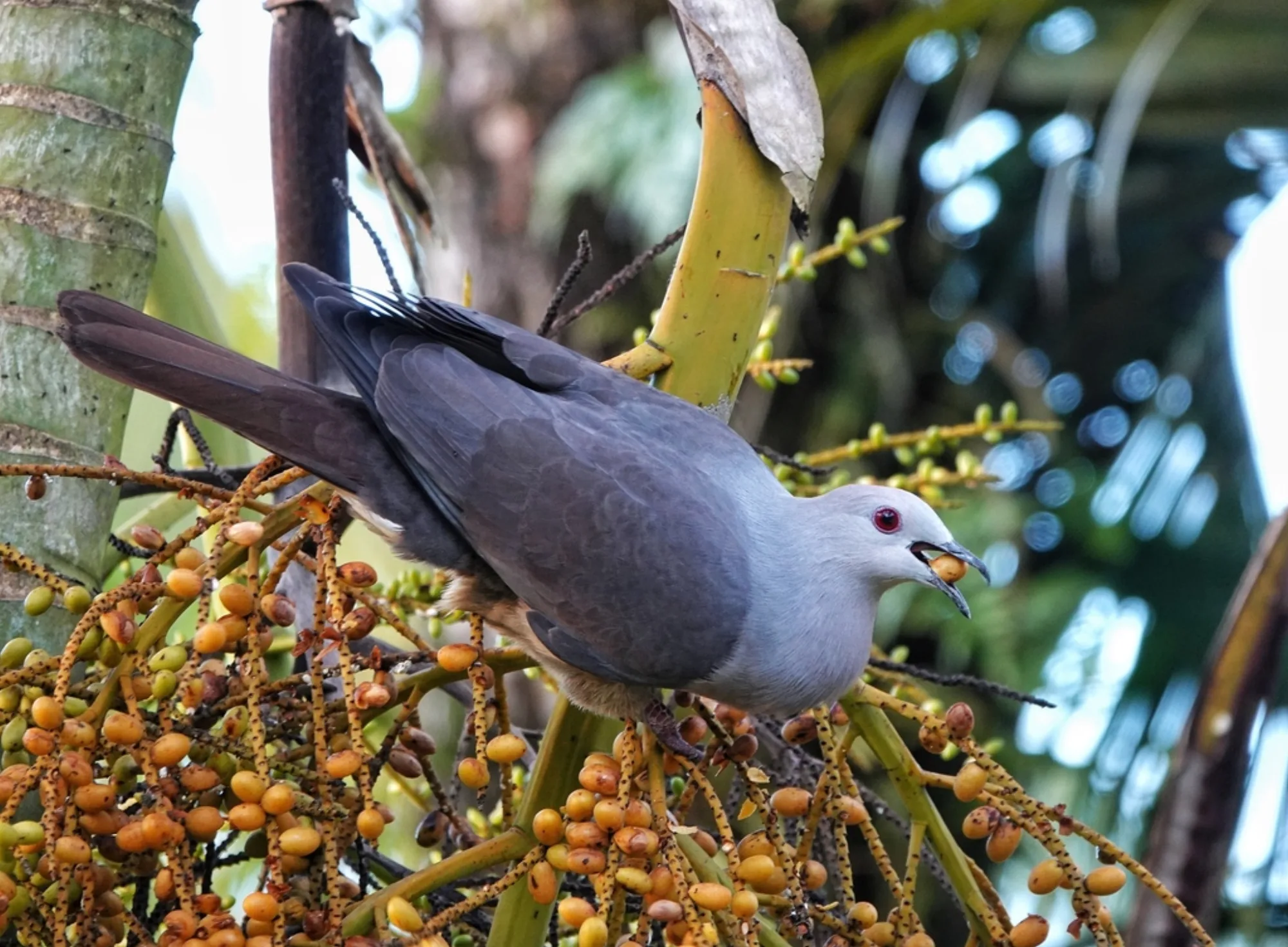Barking Imperial Pigeon