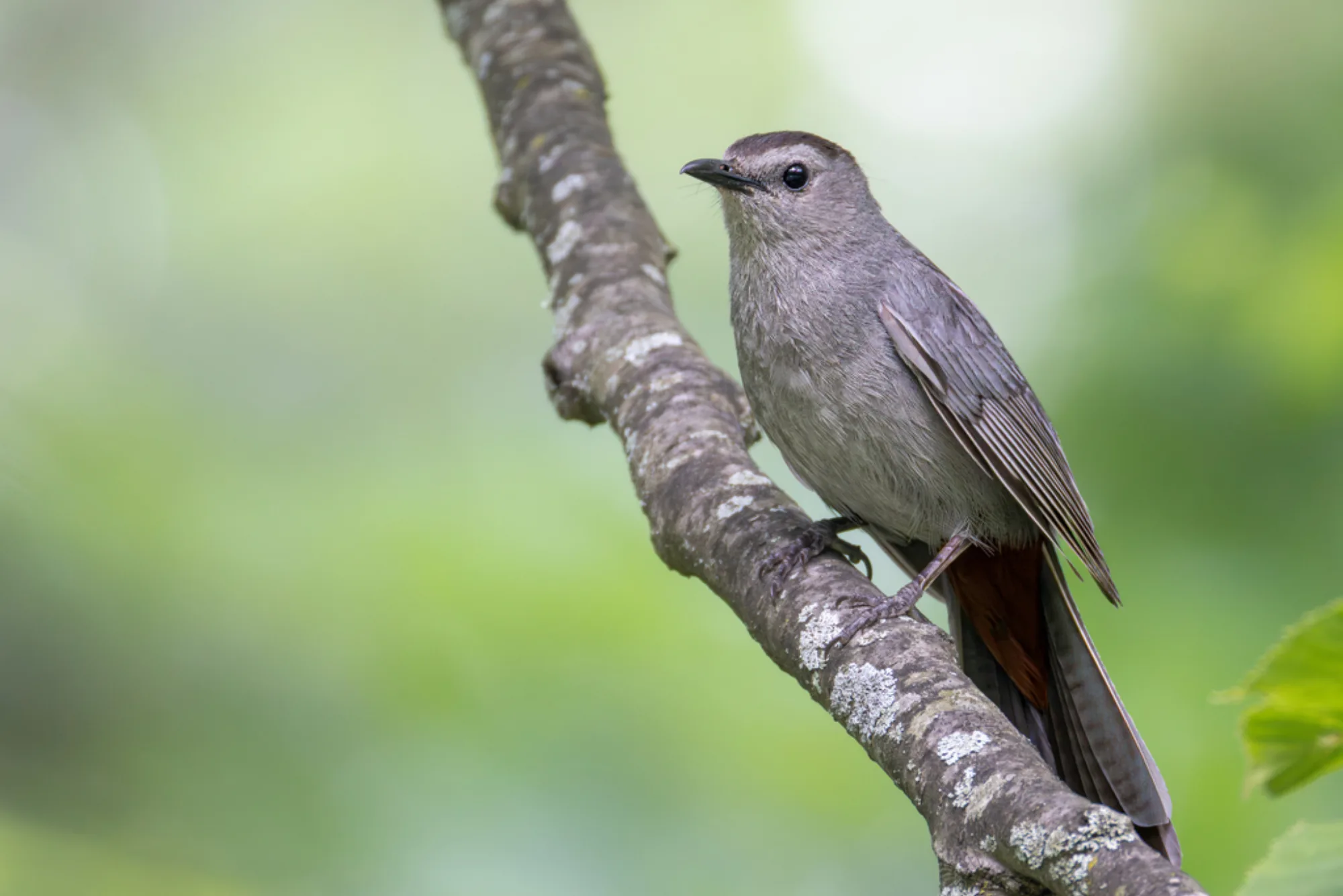Gray Catbird