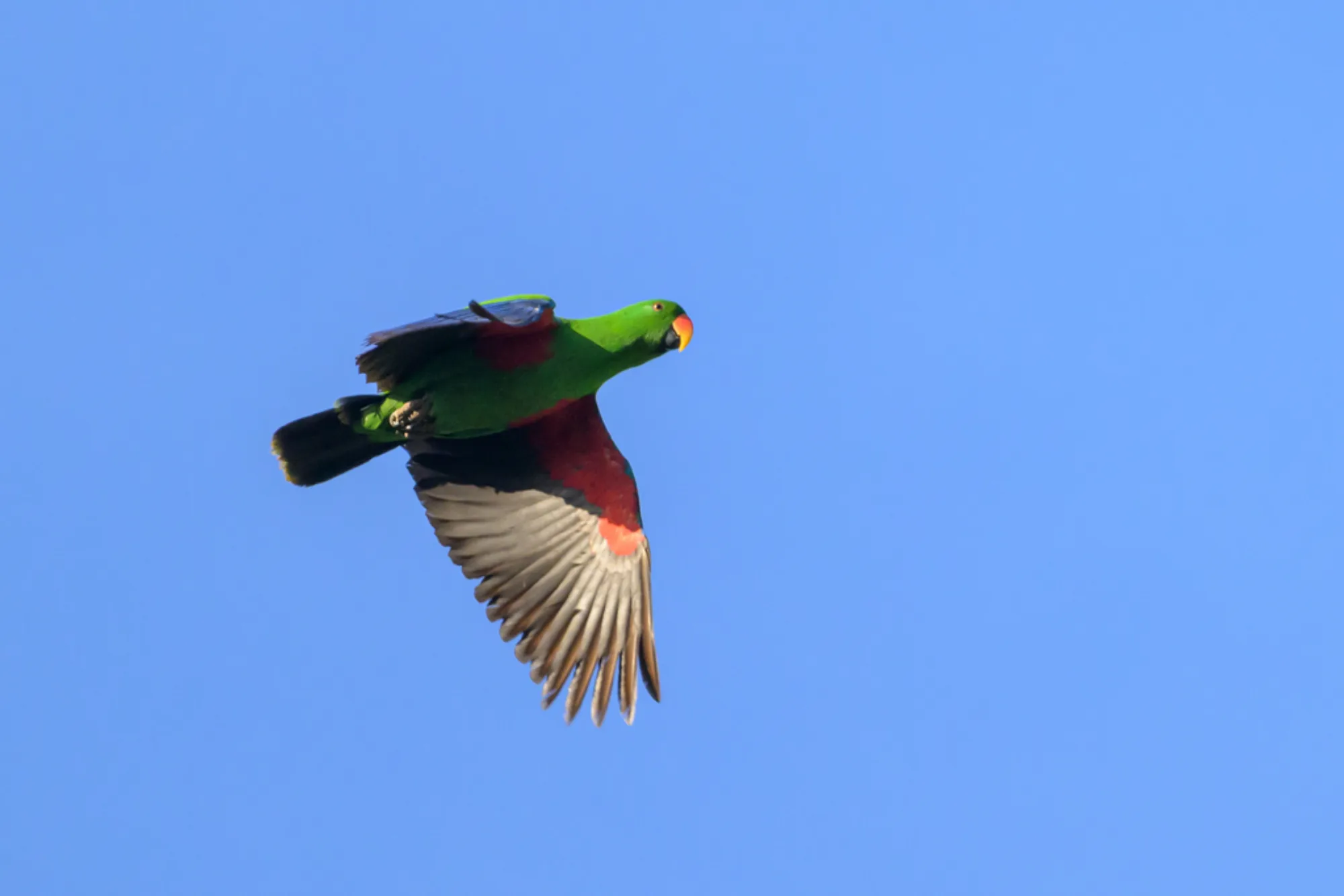 Eclectus Parrot