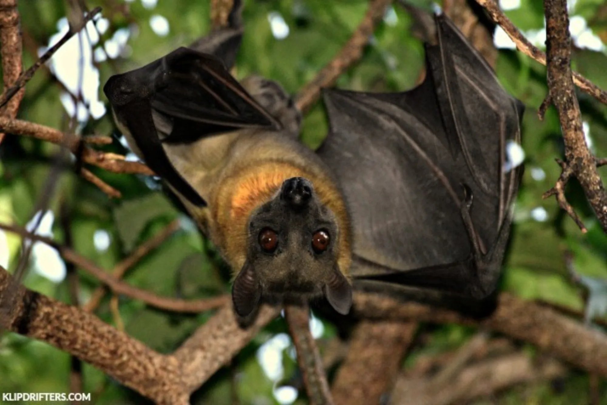 African Straw-colored Fruit Bat