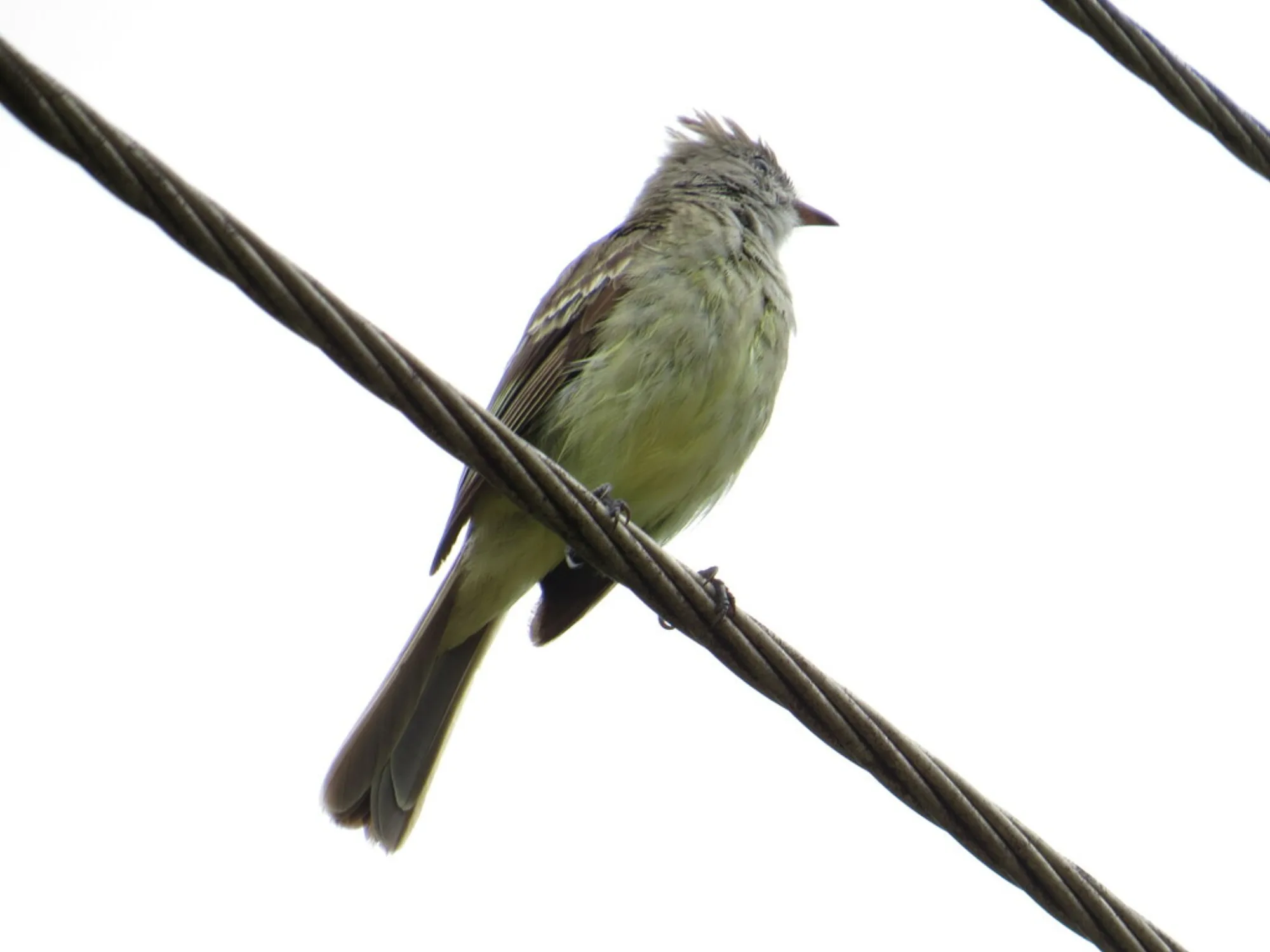 Yellow-bellied Elaenia