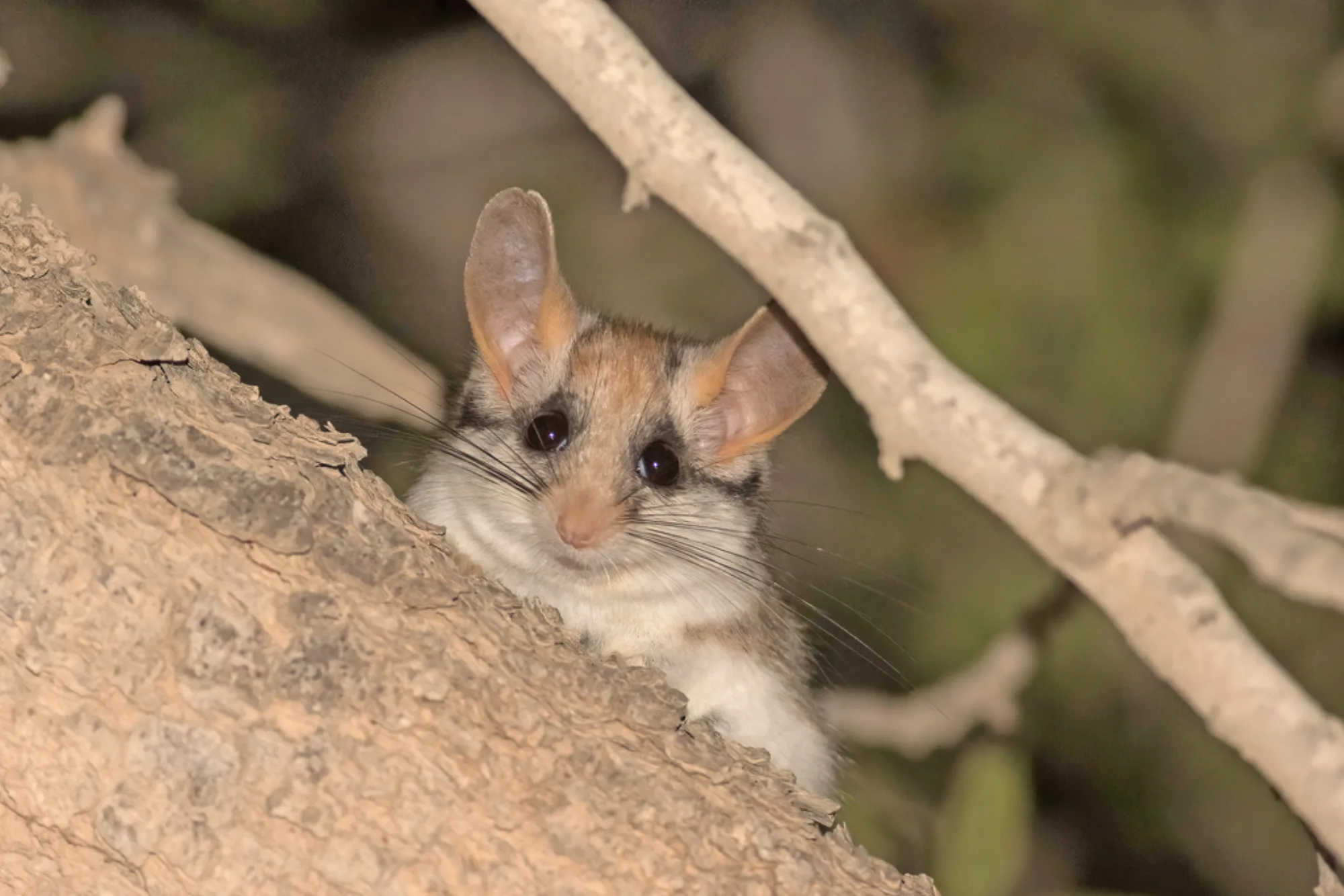 Asian Garden Dormouse