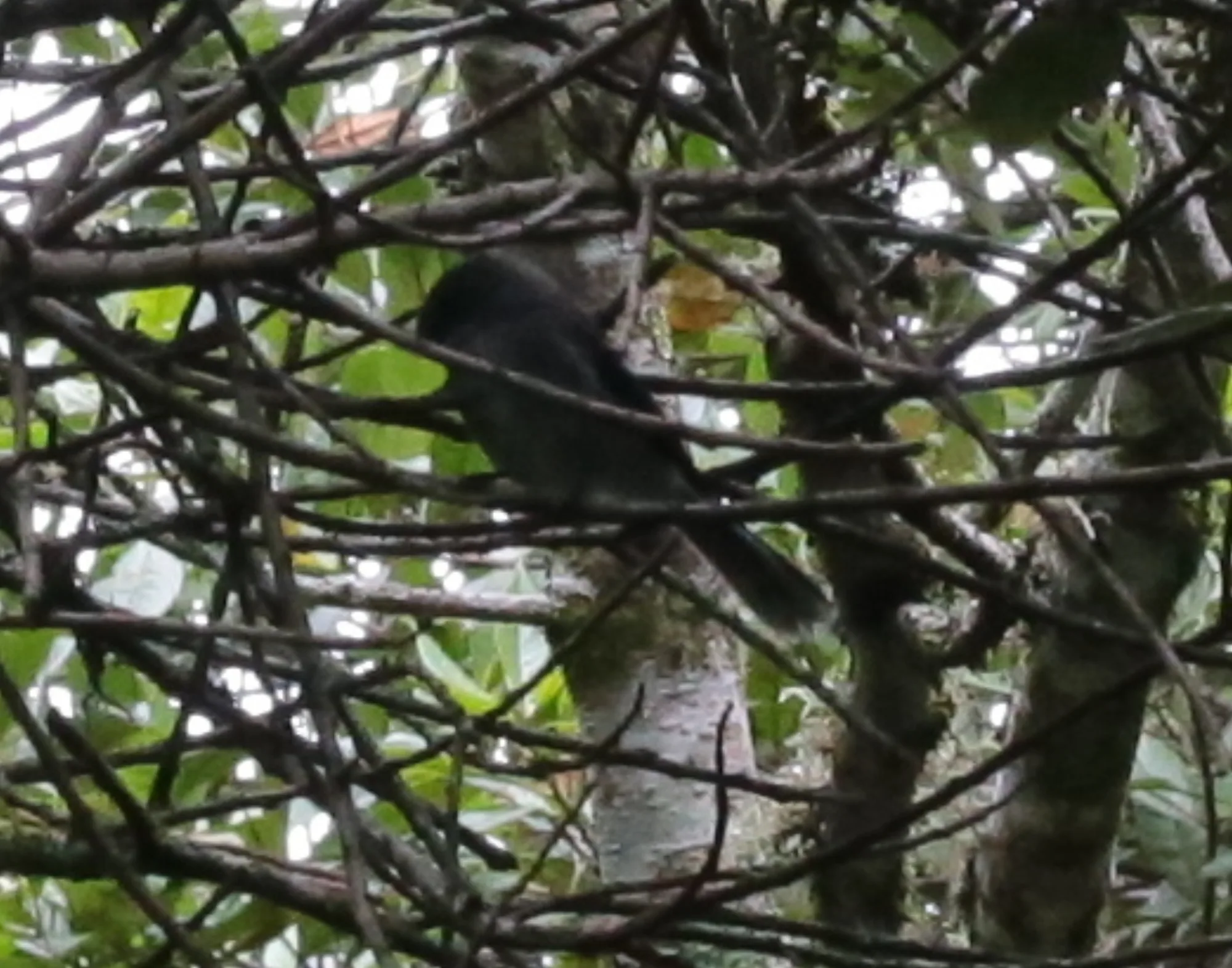 White-tailed Crested-Flycatcher