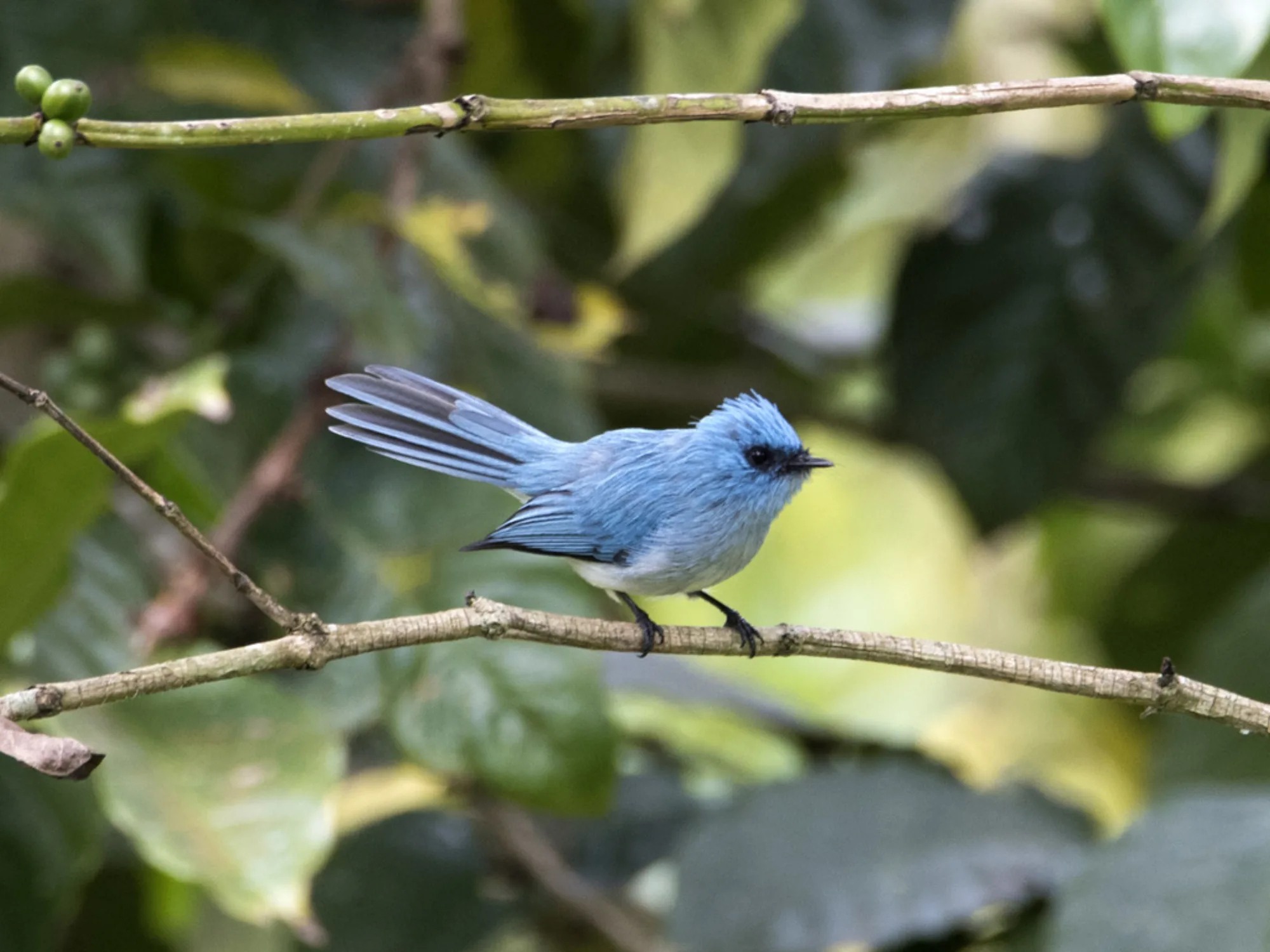 African Blue Flycatcher
