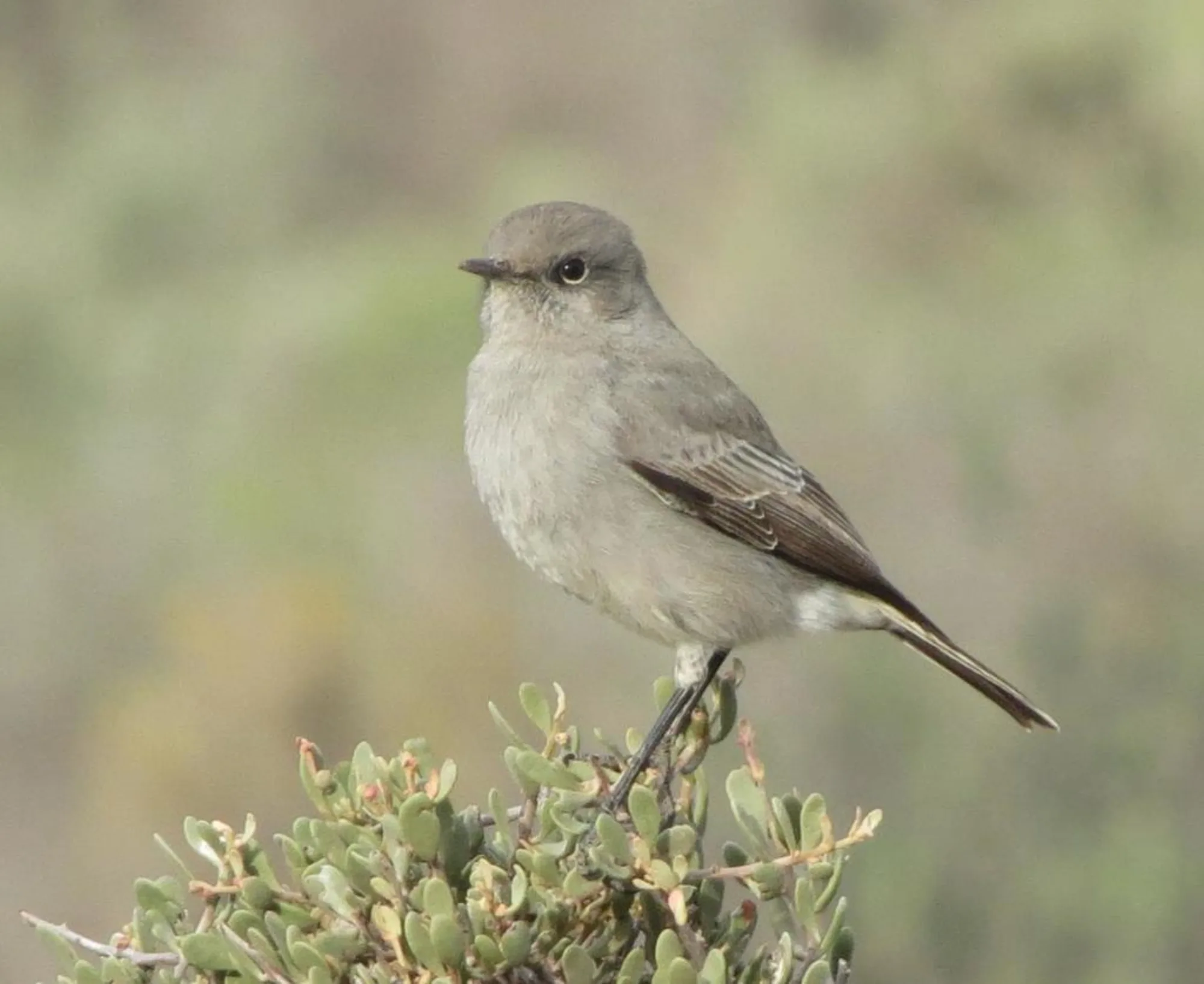 Karoo Chat