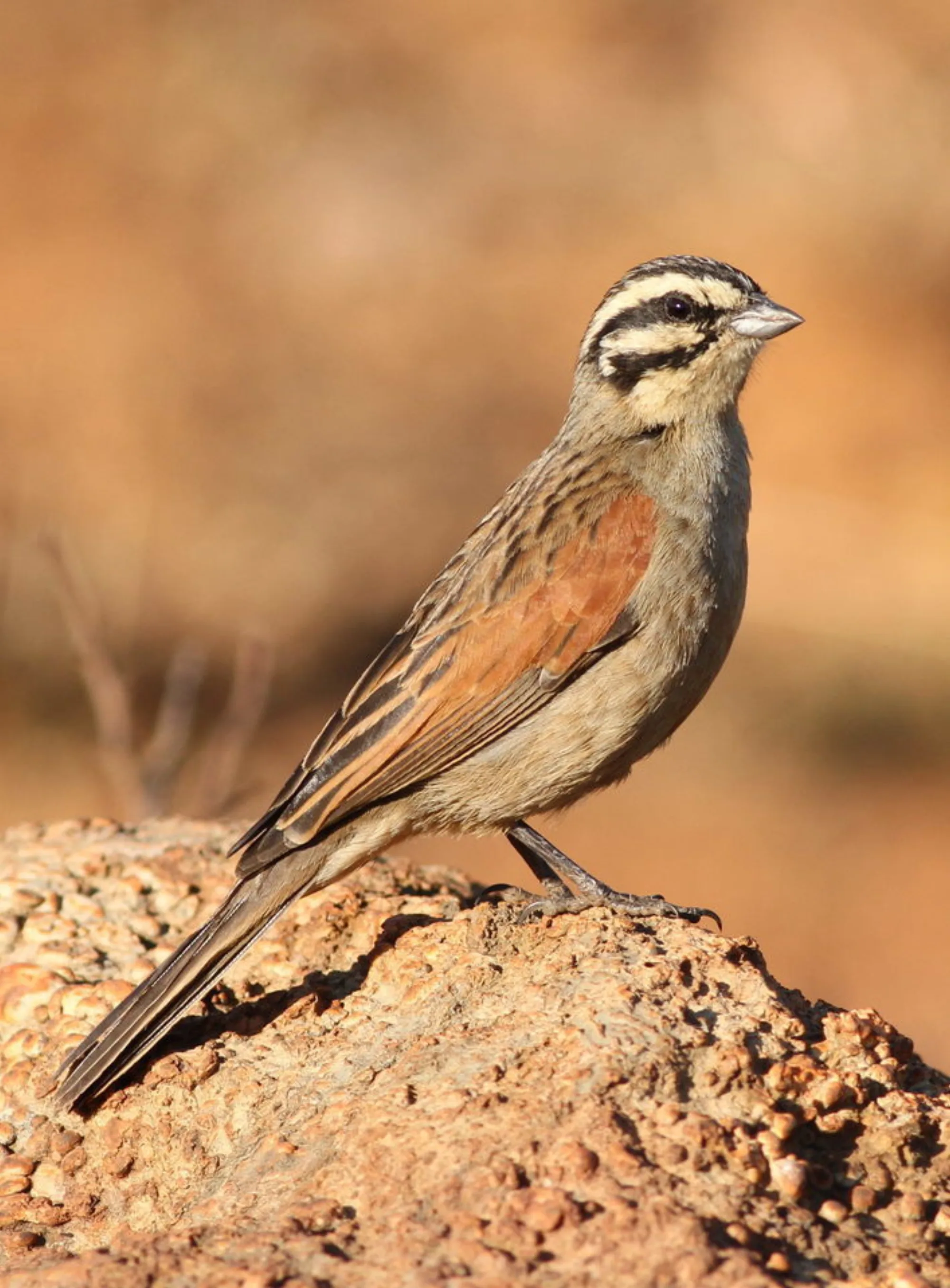 Cape Bunting