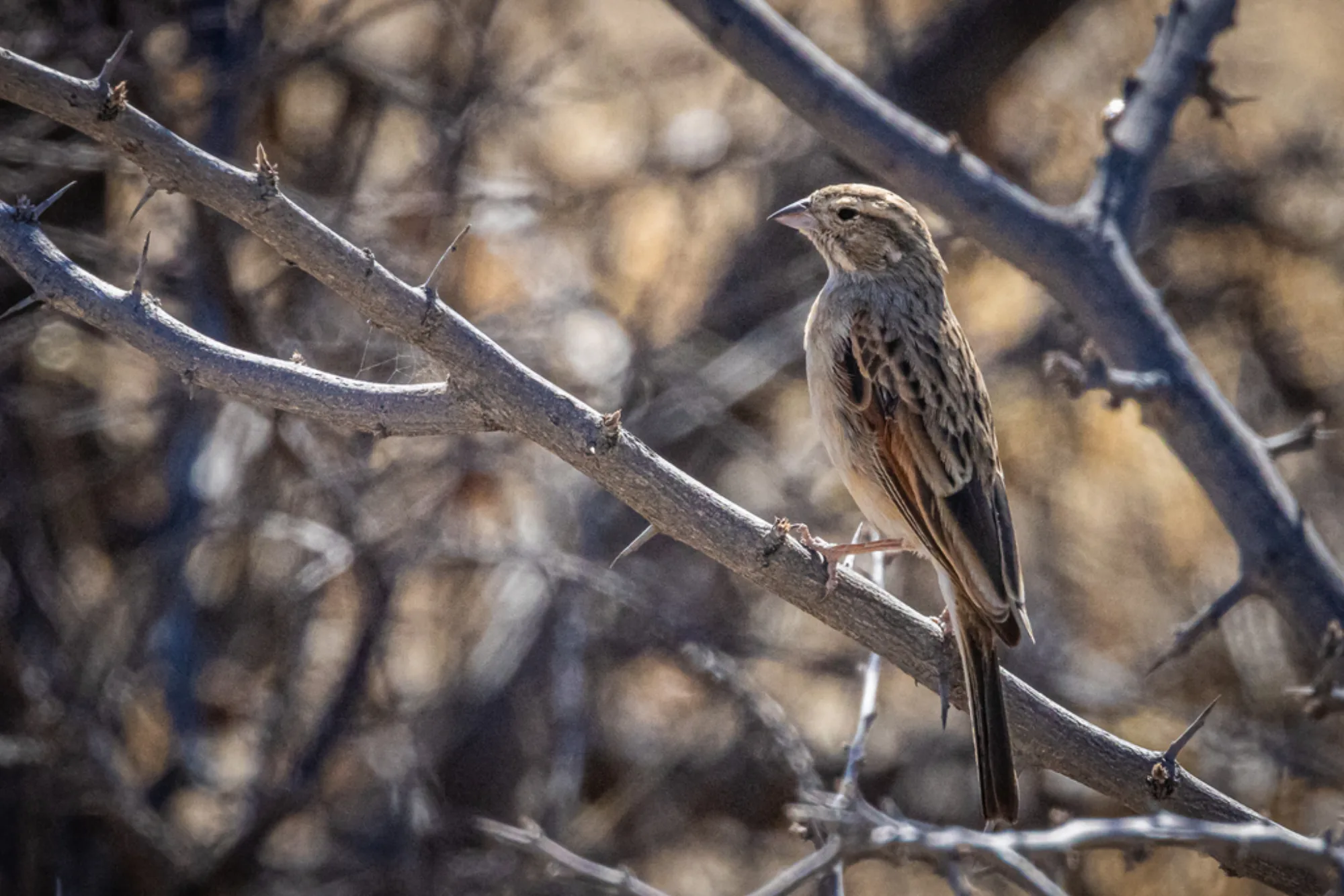 Lark-like Bunting