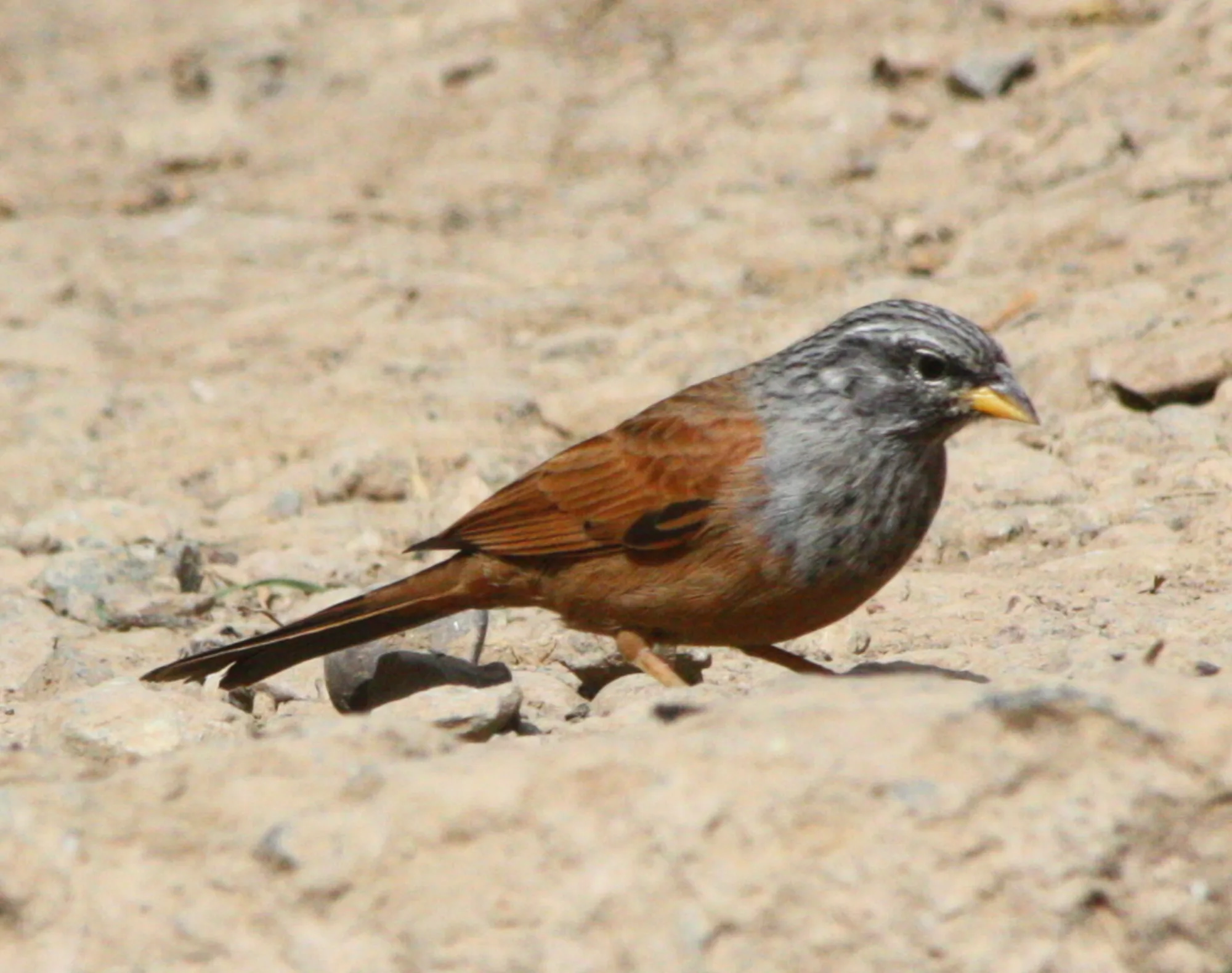 House Bunting