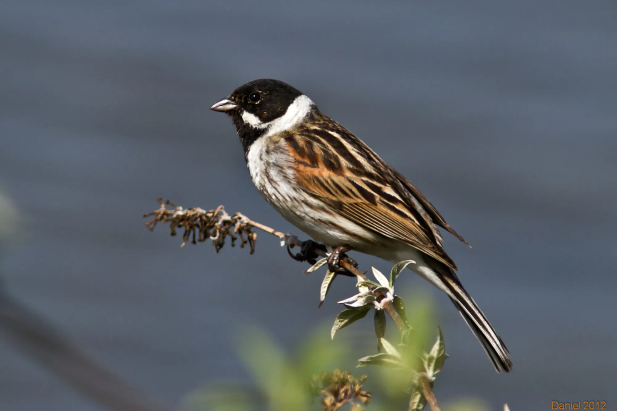 Reed Bunting