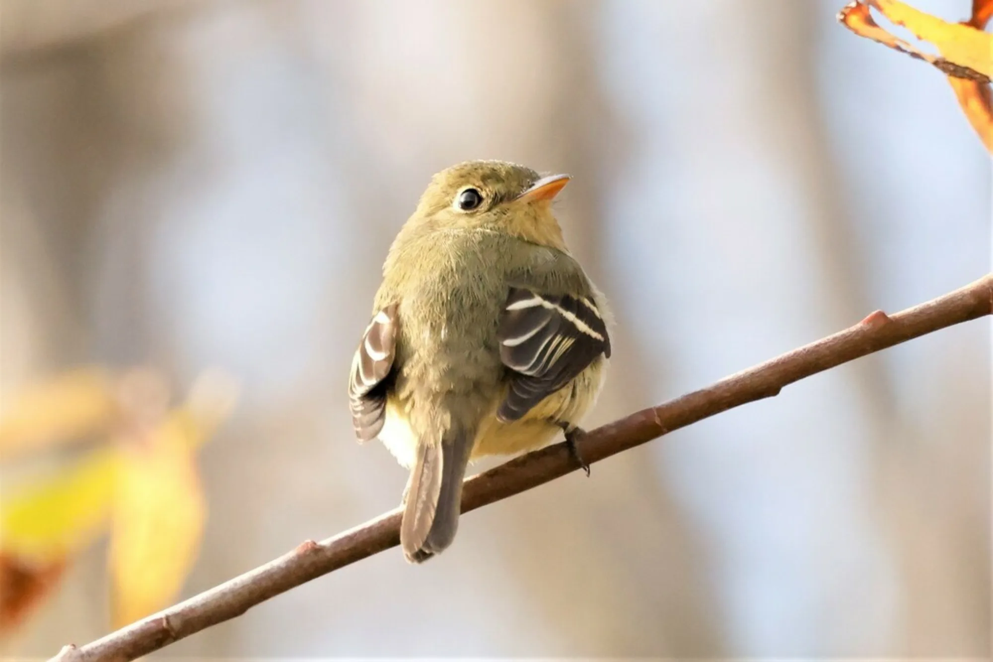 Yellow-bellied Flycatcher