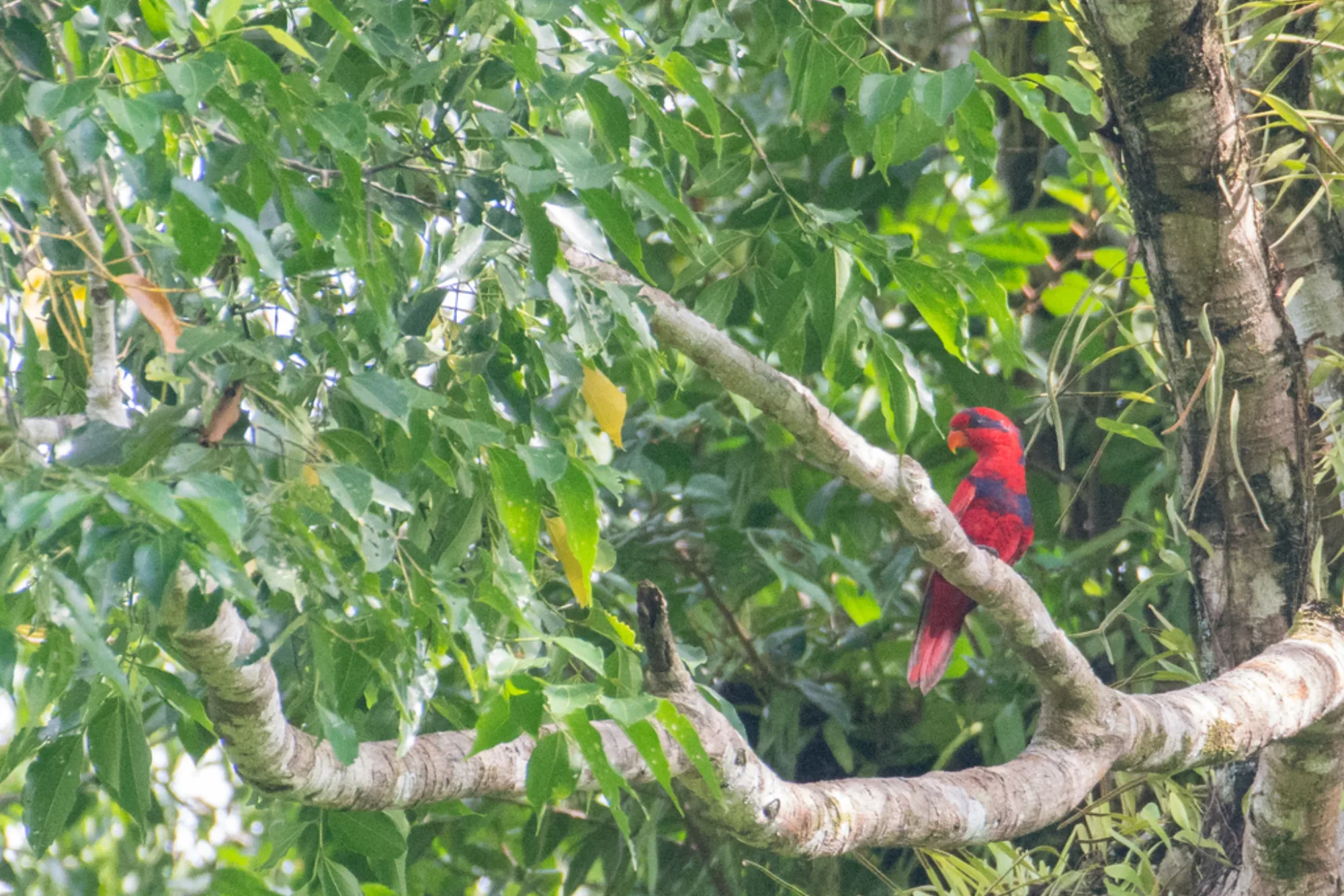 Red-and-blue Lory