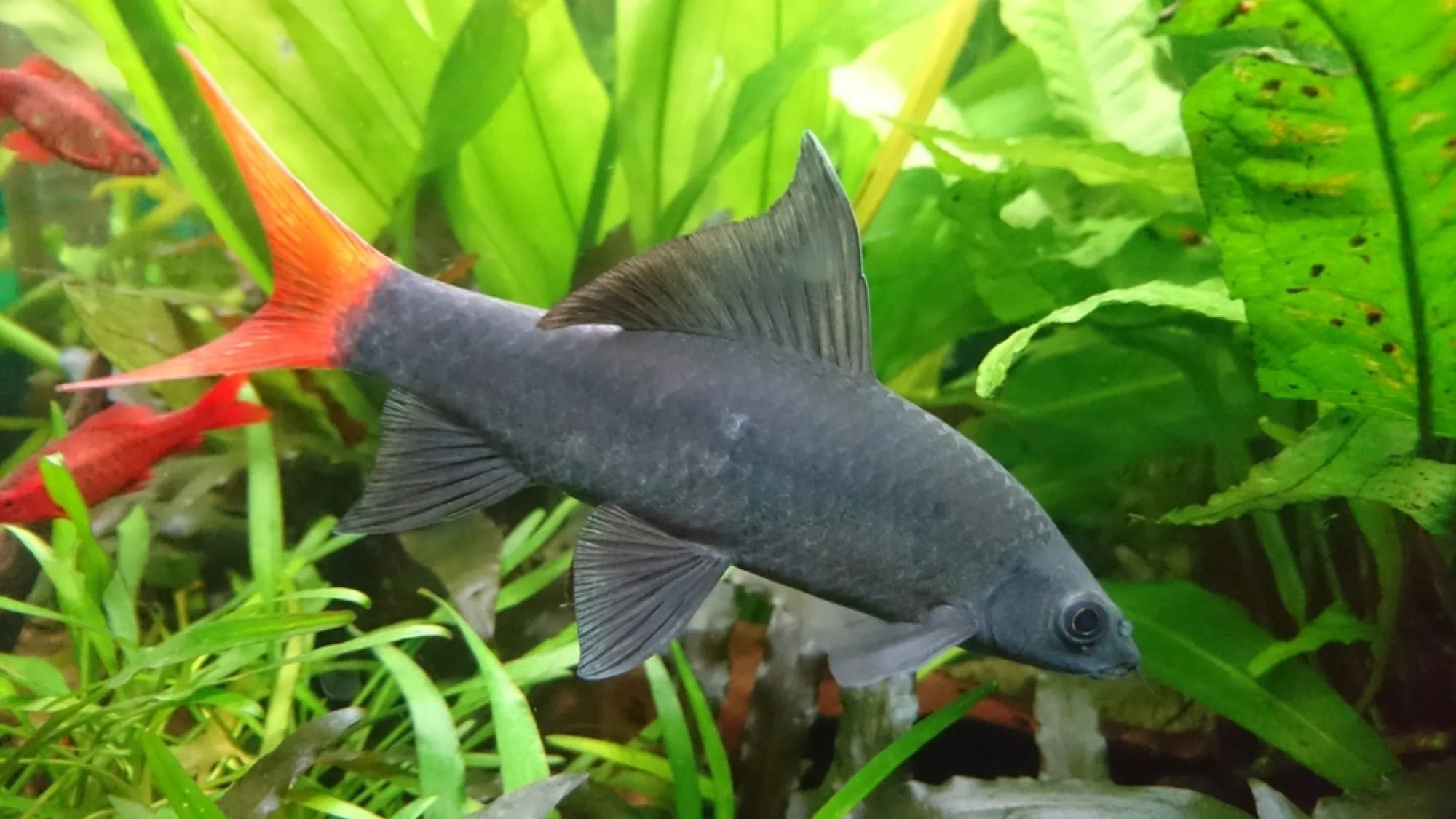 Red-tailed Black Shark