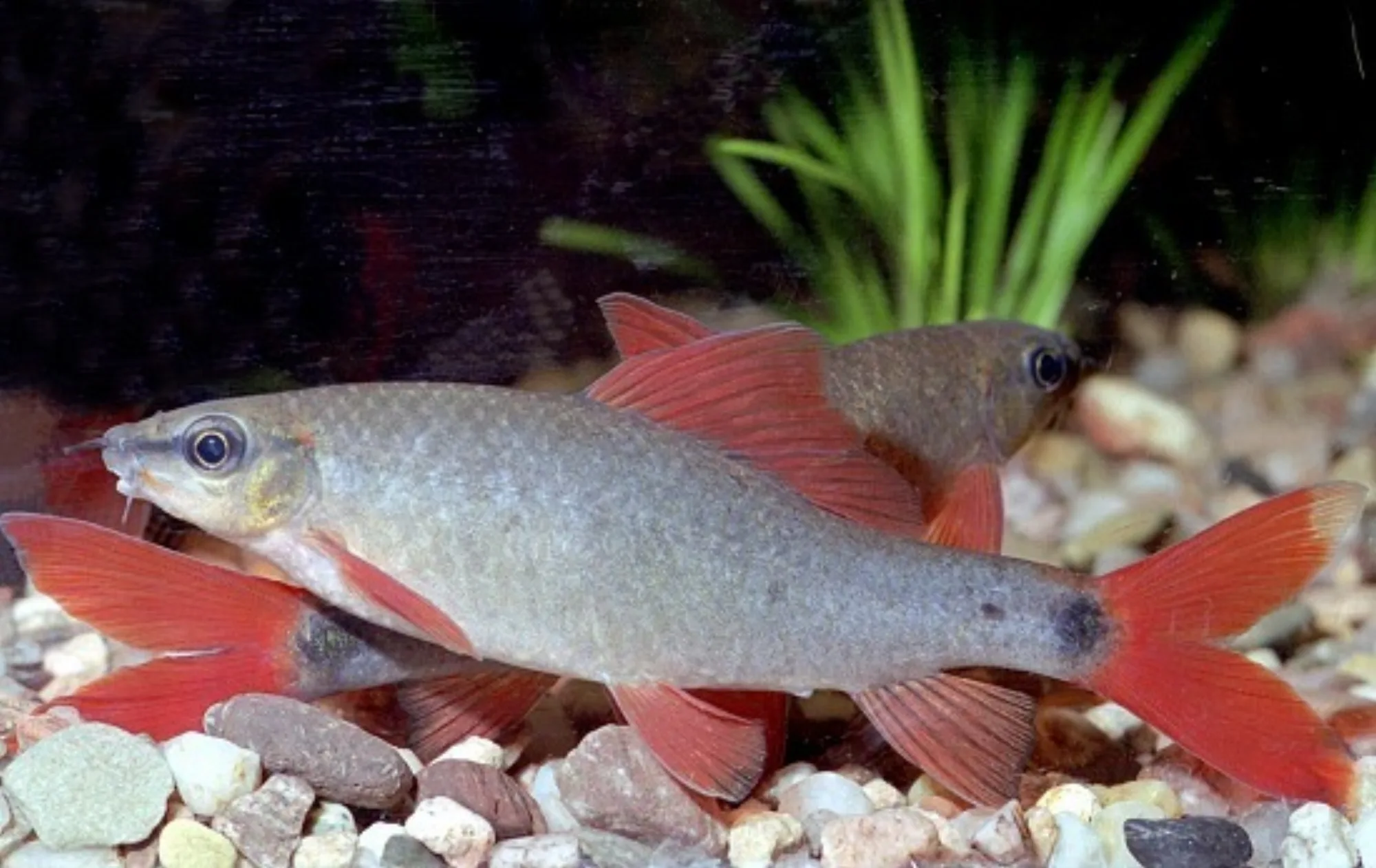 Rainbow Shark