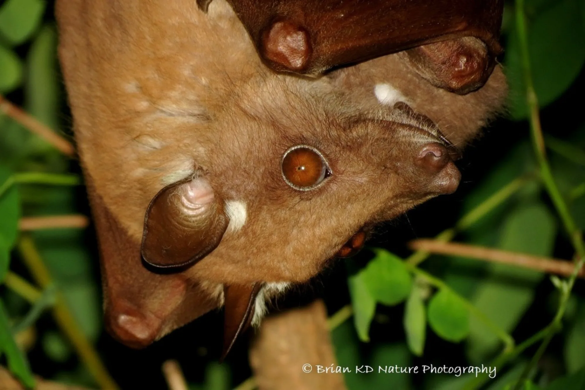 Wahlberg's Epauletted Fruit Bat