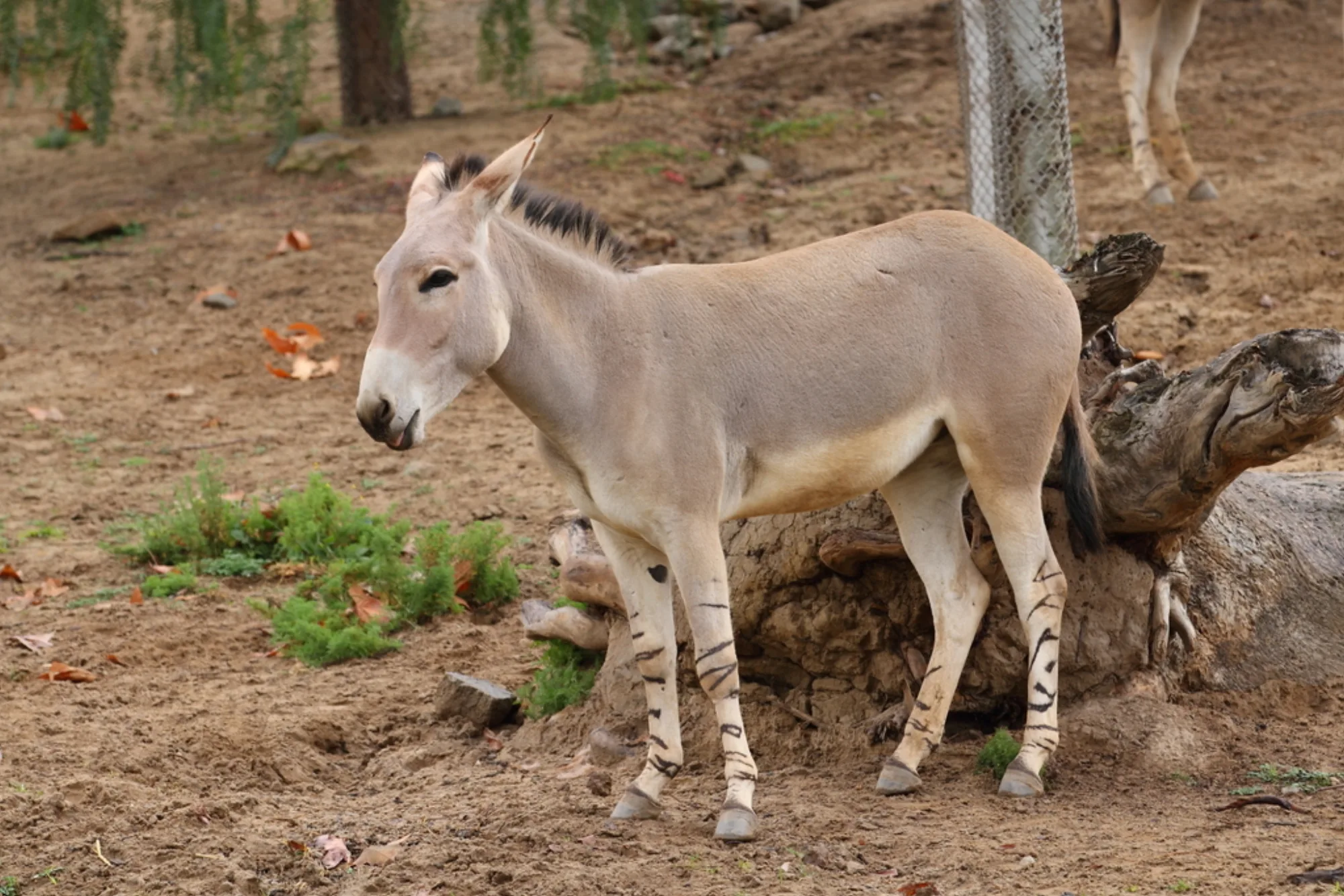 African Wild Ass